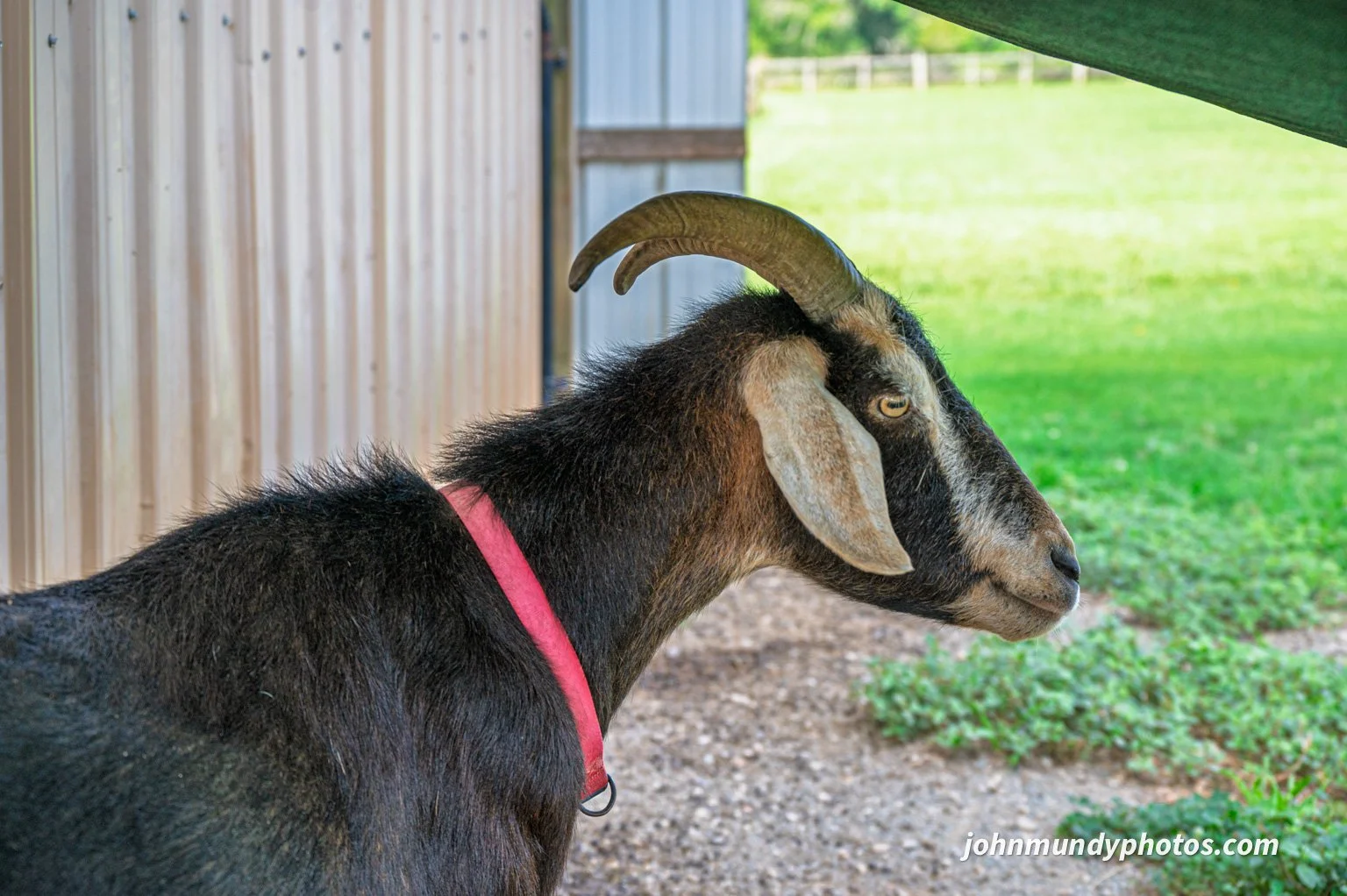 AlpacaFarm082026-09.jpg