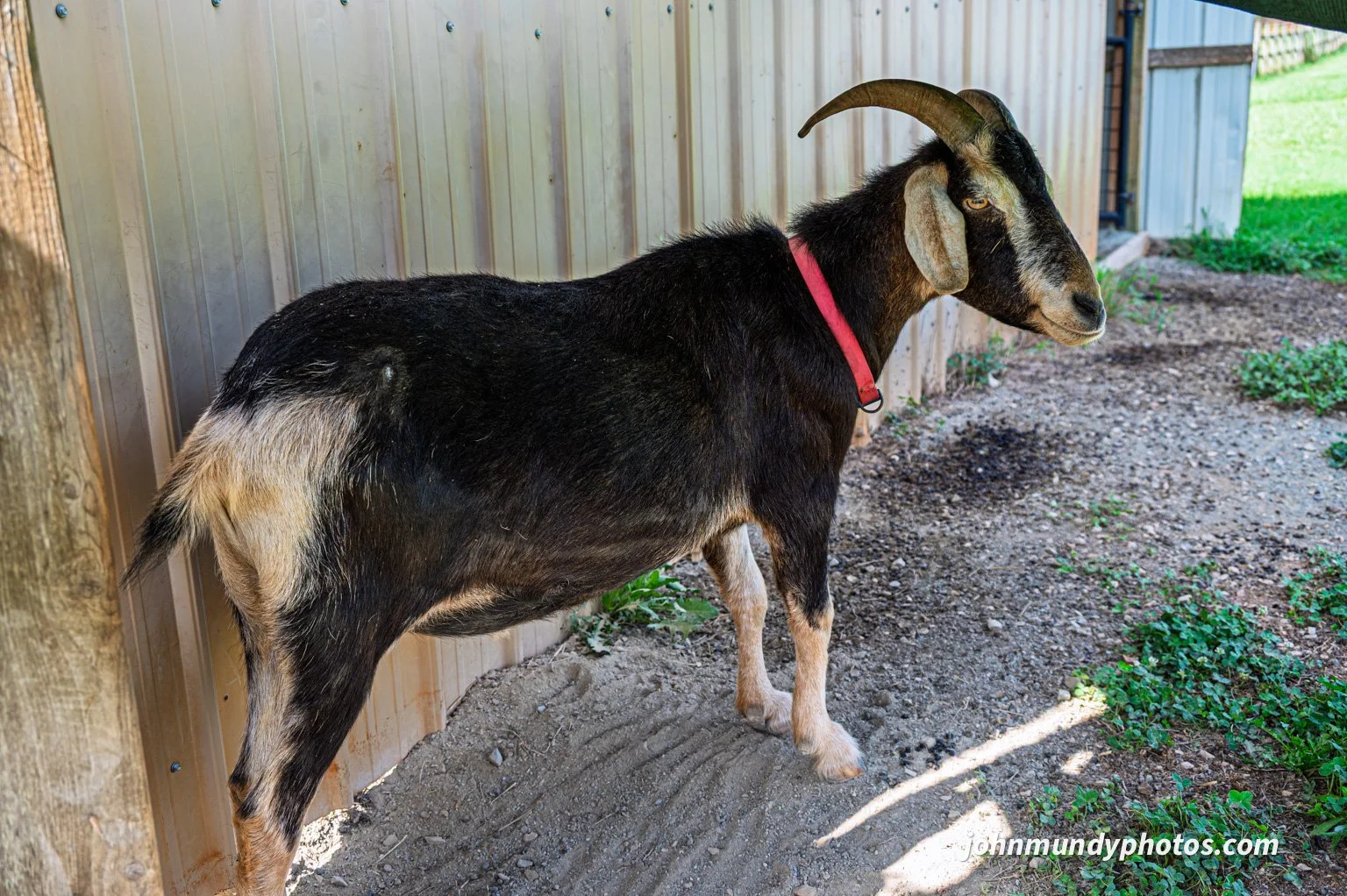 AlpacaFarm082026-10.jpg
