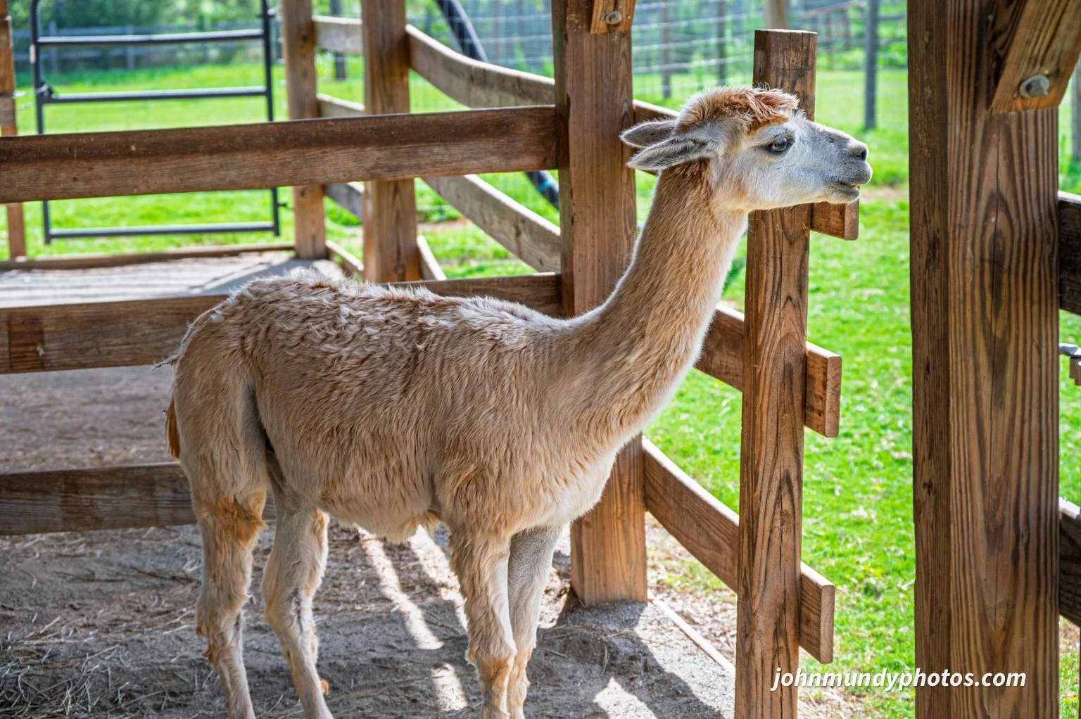 AlpacaFarm082026-17.jpg