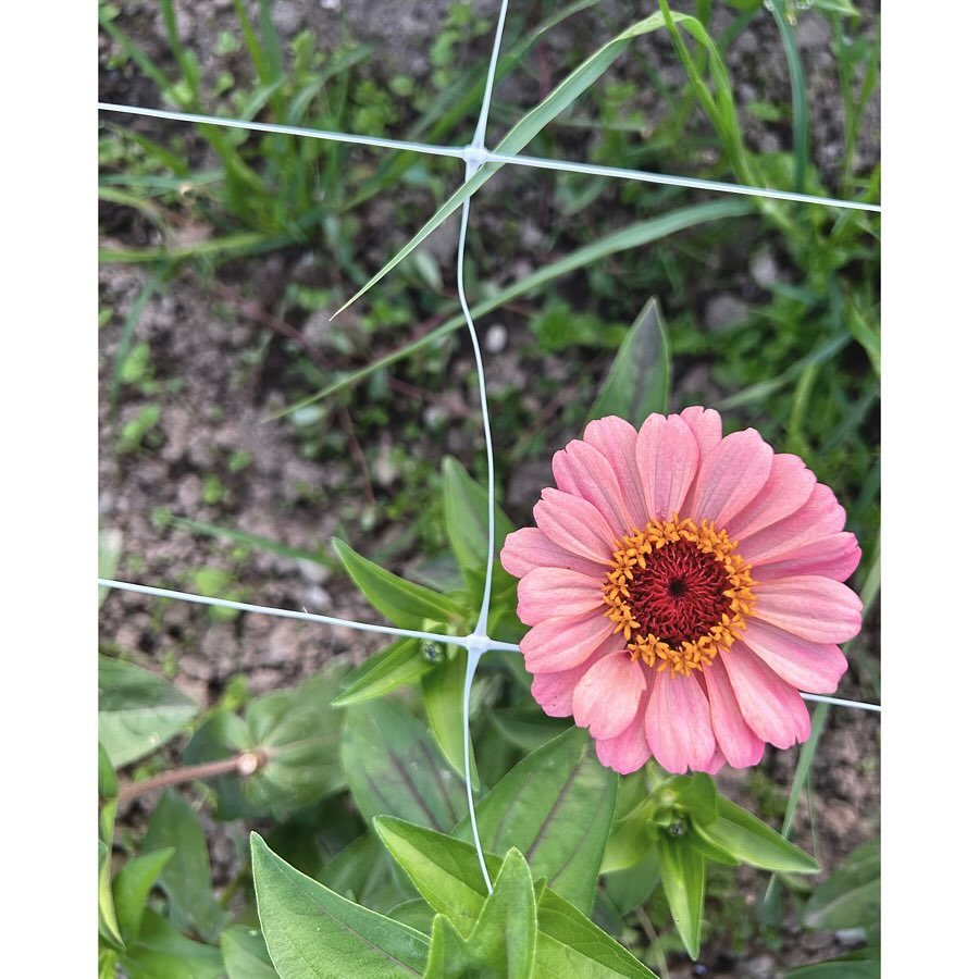Flowers anyone? :) Meine Blumen-Ernte hat nun richtig begonnen und falls ihr Bl&uuml;emli m&ouml;chtet, d&uuml;rft ihr euch sehr gerne melden, um einen Strauss oder auch einfach einen Bund Blumen zu bestellen. Oder ihr kommt mit mir auf&rsquo;s Feld 