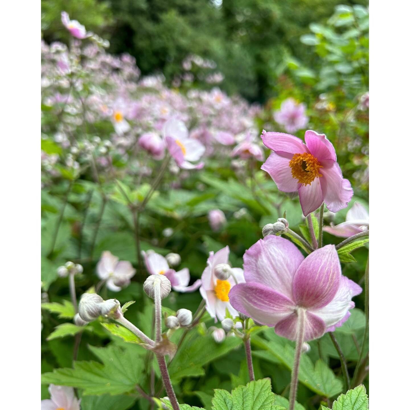 &sbquo;Anemone hupehensis&lsquo;
Herbstanemone

#flowerlovers #autumn #anemone #flowers #beauties
