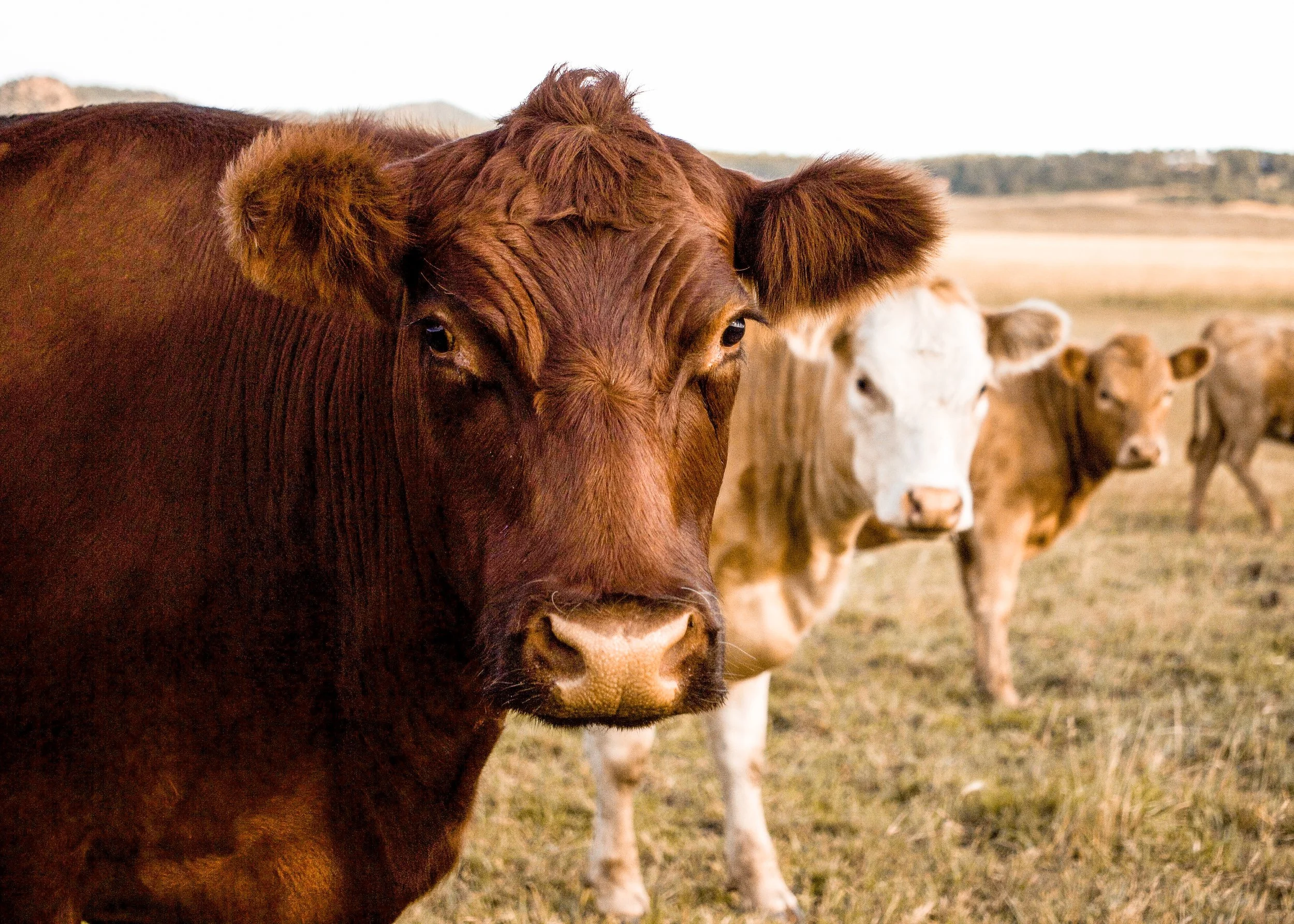 Rymut_Elizabeth_Mooing Models copy.jpg