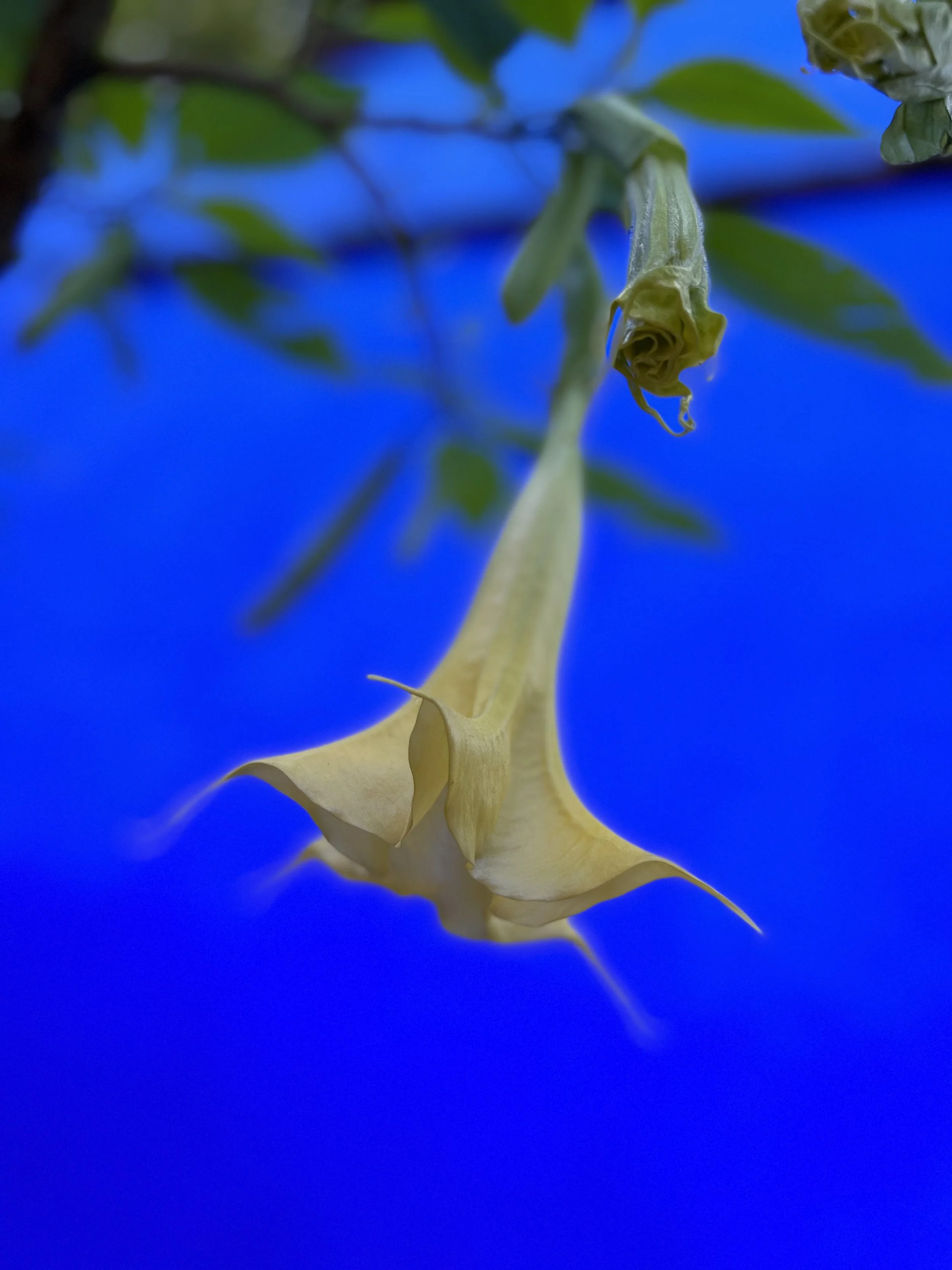 Close-up of a yellow, trumpet-shaped flower hanging downward with green leaves and a bright blue background.
