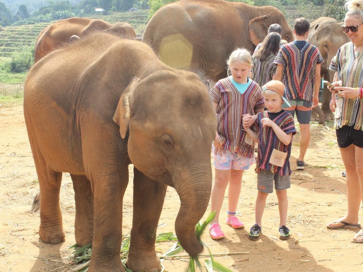 Elephants and children in a rural outdoor setting, some children wearing colorful striped shirts, with adults nearby, during daytime.