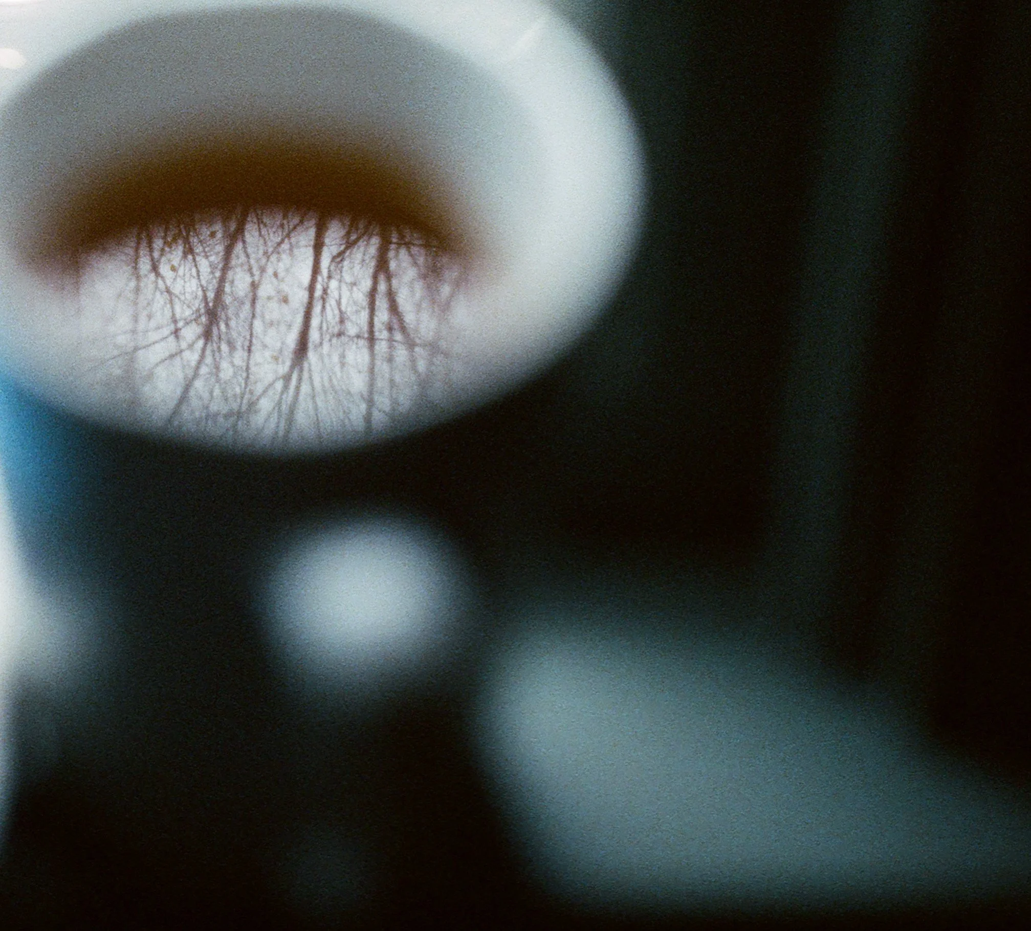 Close-up of a circular mirror reflecting tree branches.