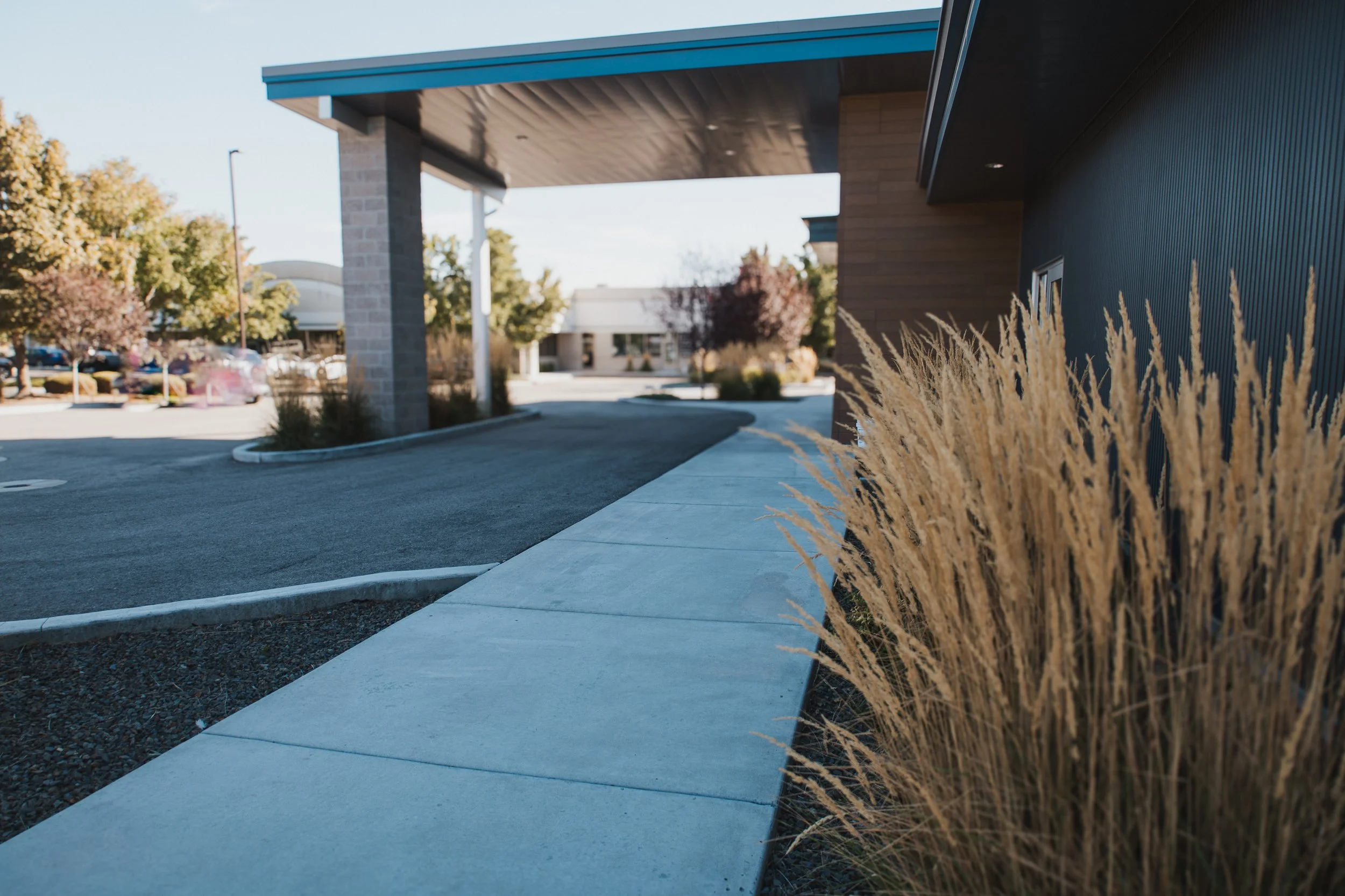 Sidewalk leading to the entrance of a modern building, with beige ornamental grasses on the right and trees with autumn foliage in the background.