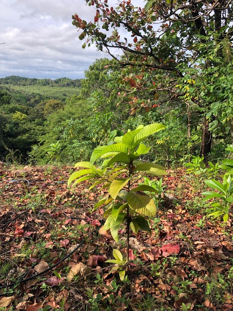 A "Hora" sapling planted on a burned-out deforested hillside in Rajawaka