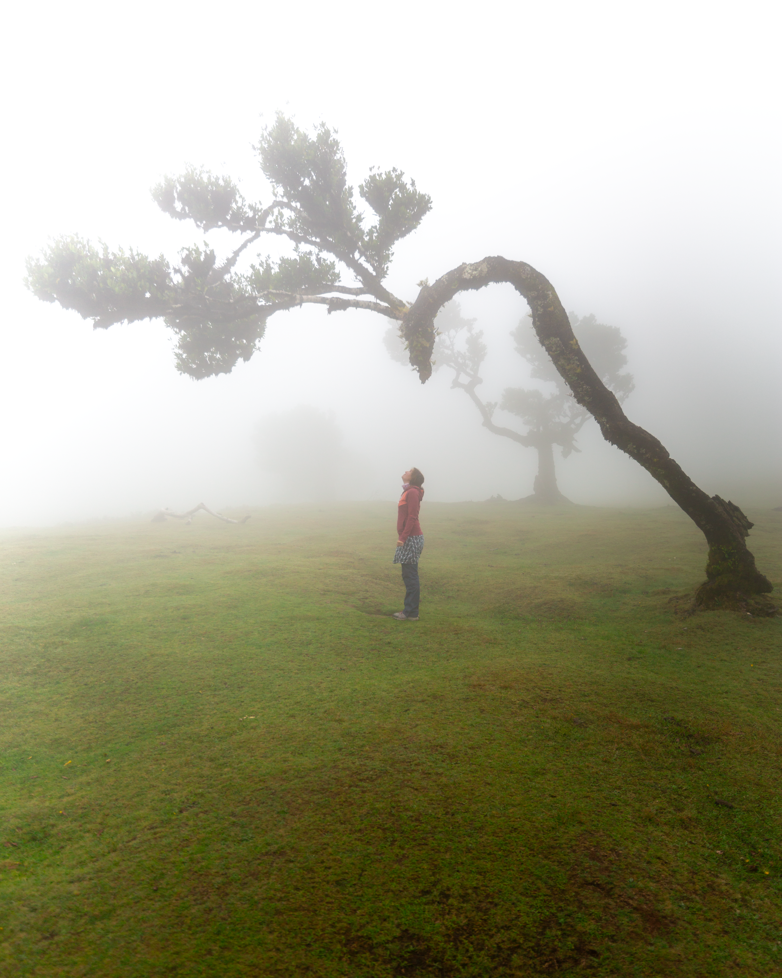 Fanal - Madeira