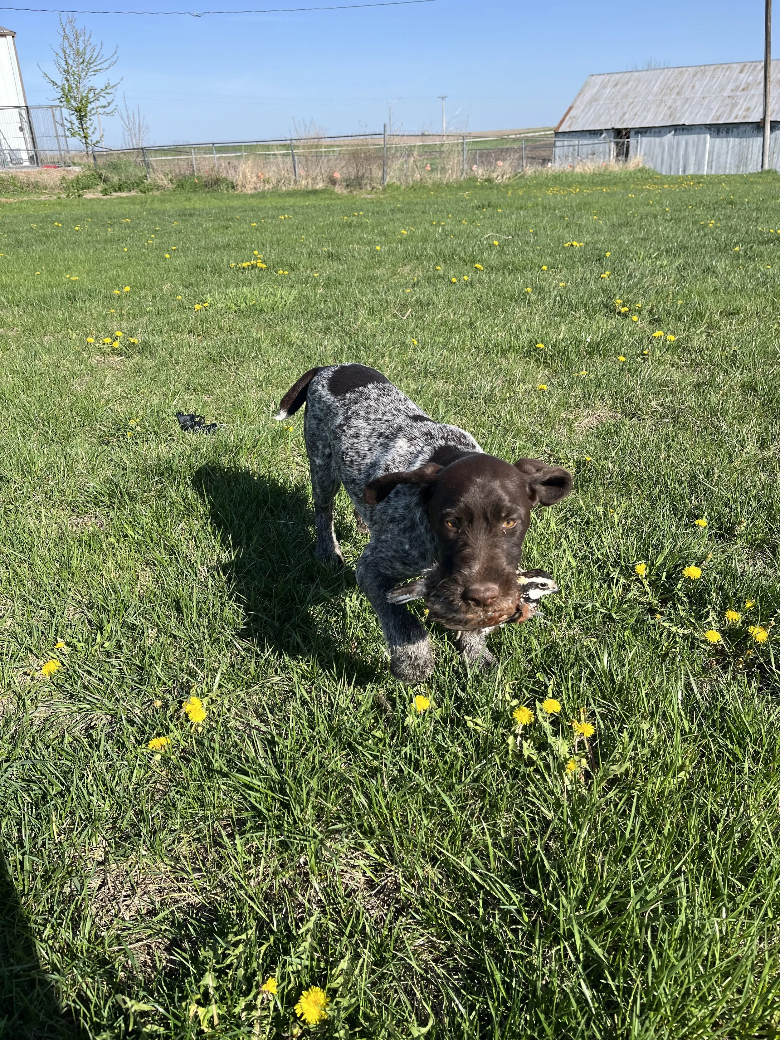 IMG_2096.jpeg