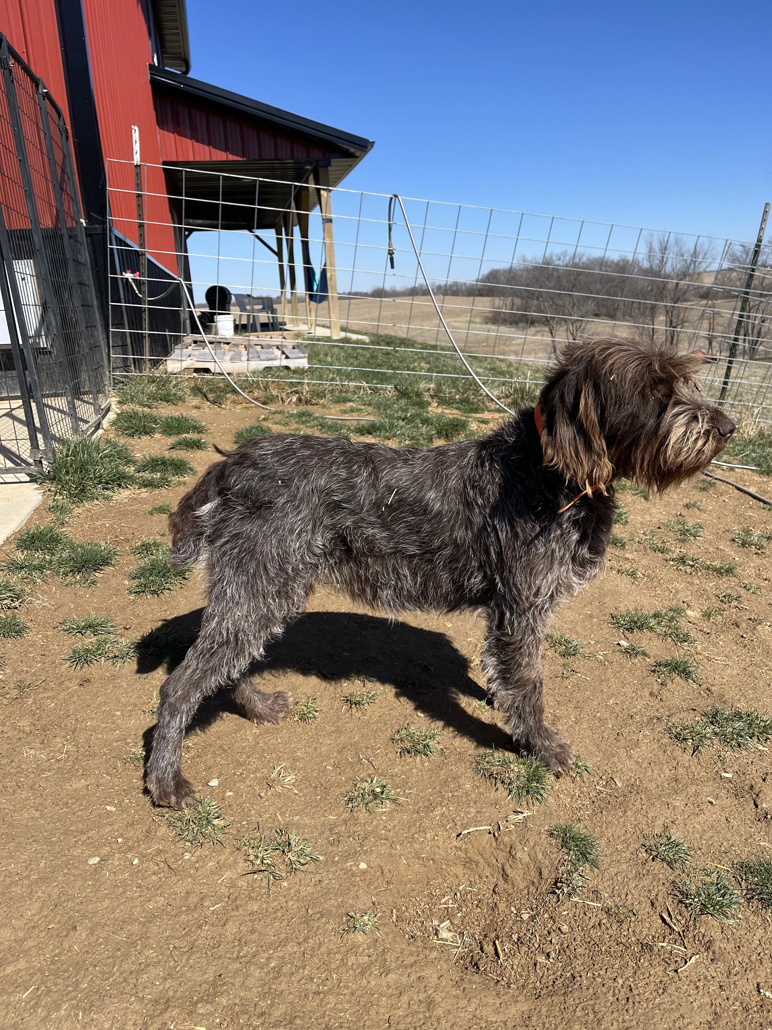 Ascent Griffons | Wirehaired Pointing Griffon Puppies | Iowa