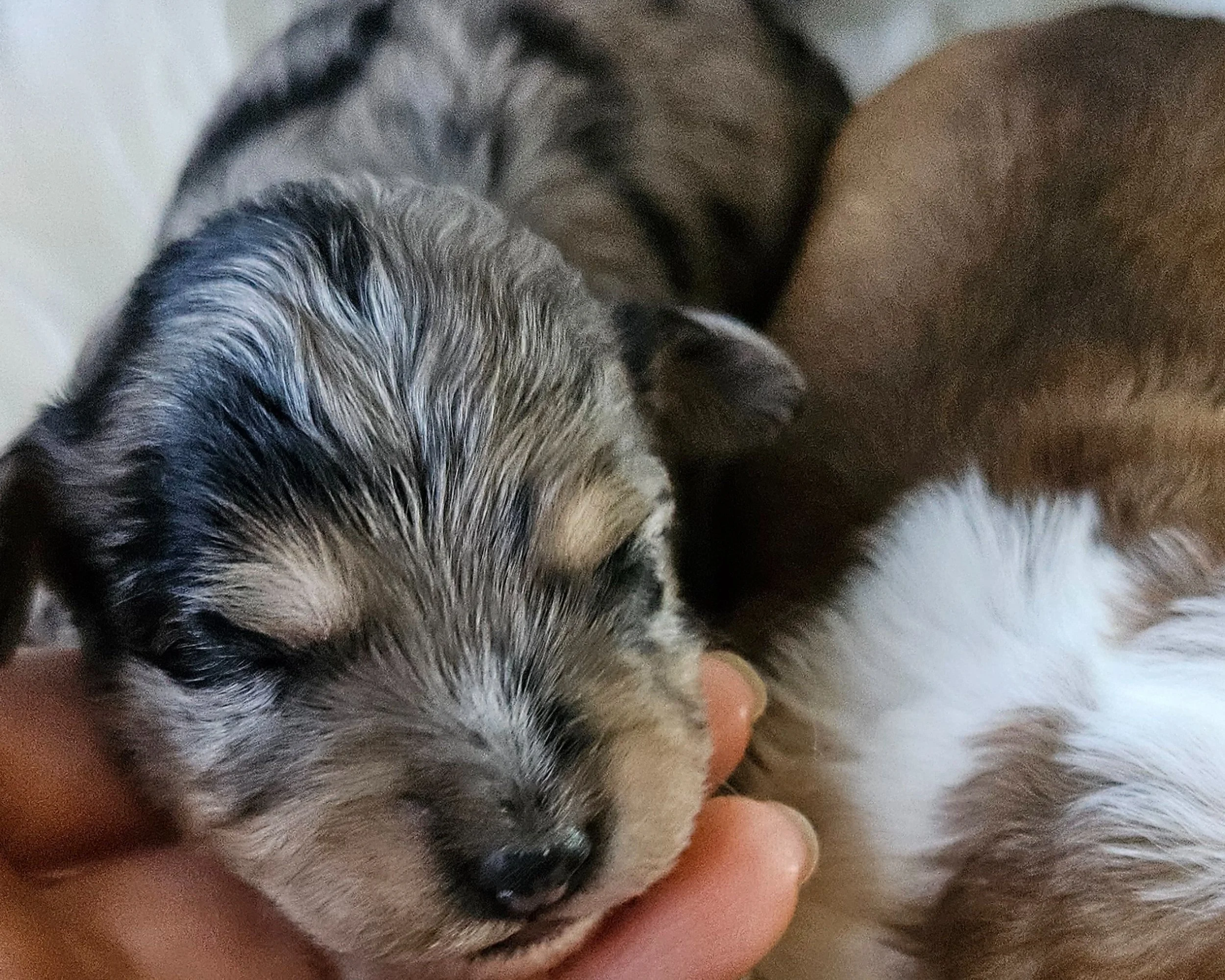 Mini aussiedoodle near me