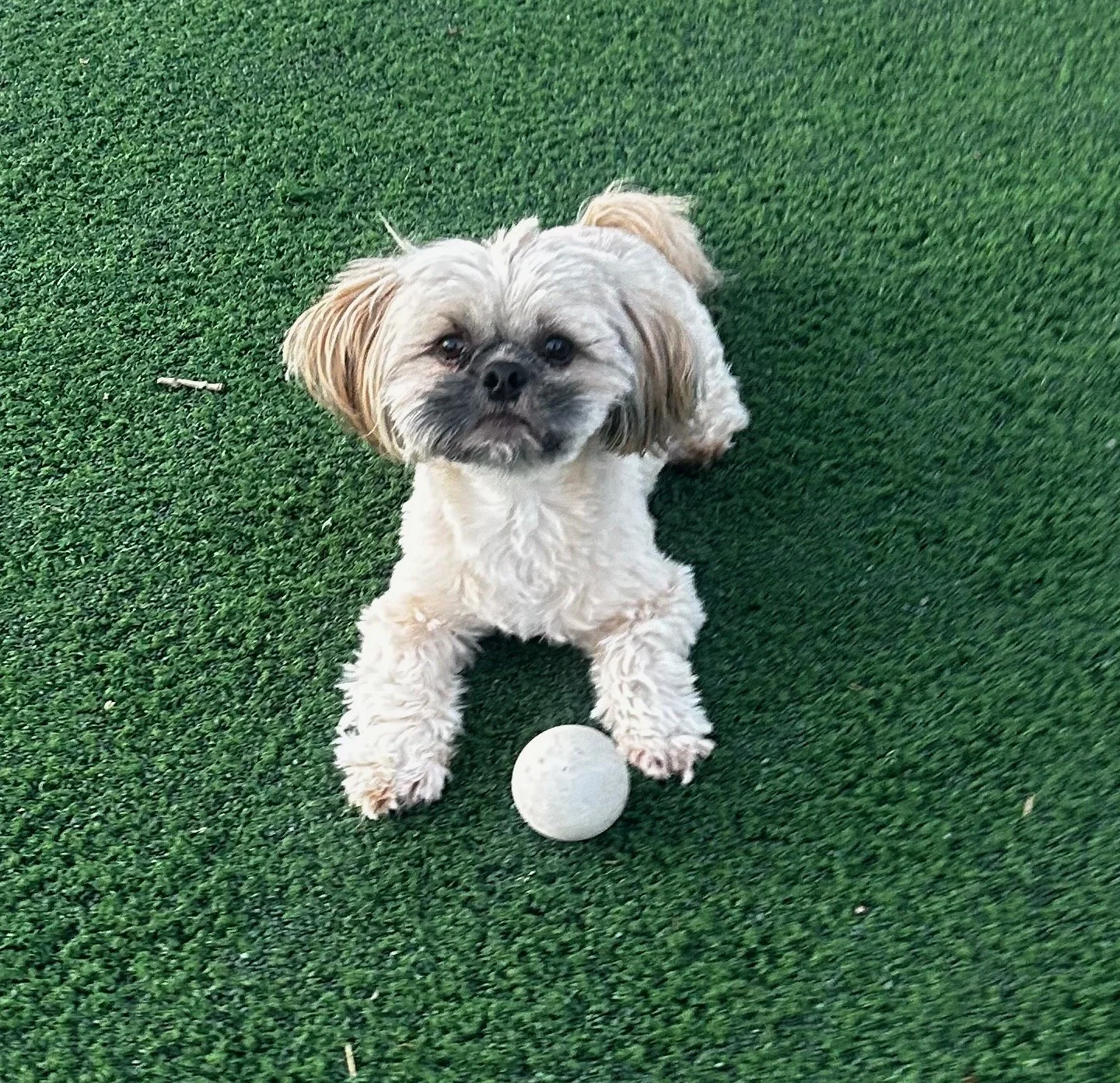 Small dog with light-colored, curly fur sitting on green artificial turf next to a white golf ball.