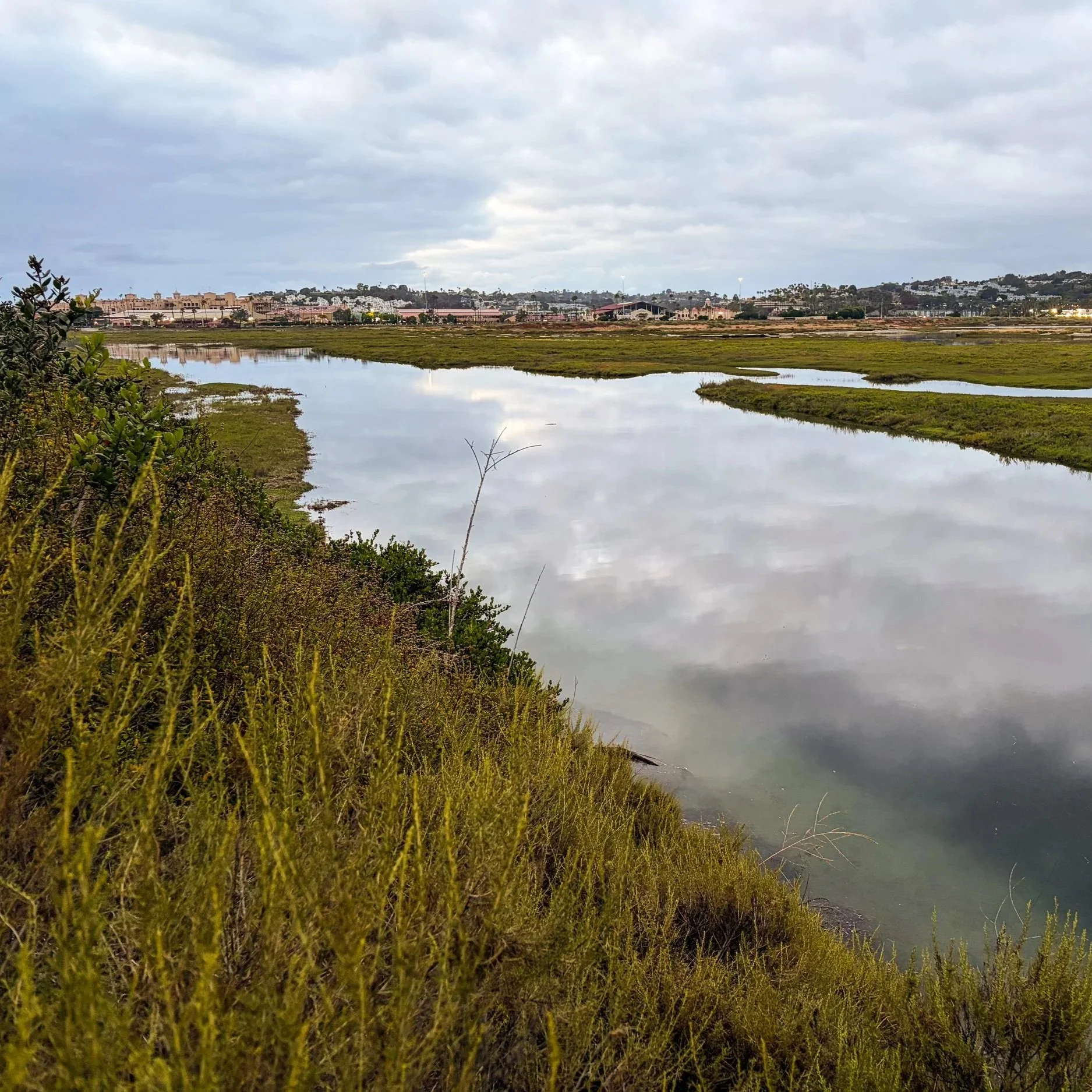 Microdose Nature: What the Lagoon Said