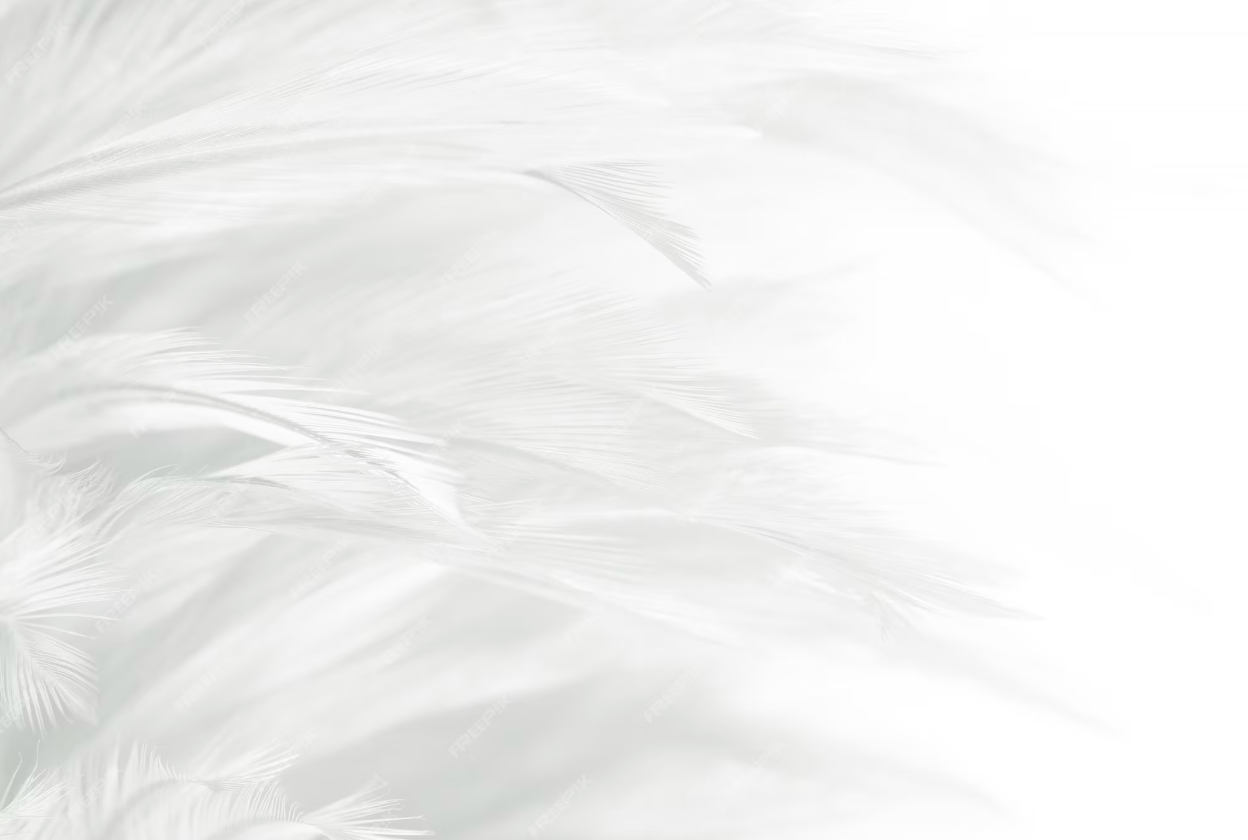 Black Swan Beauty