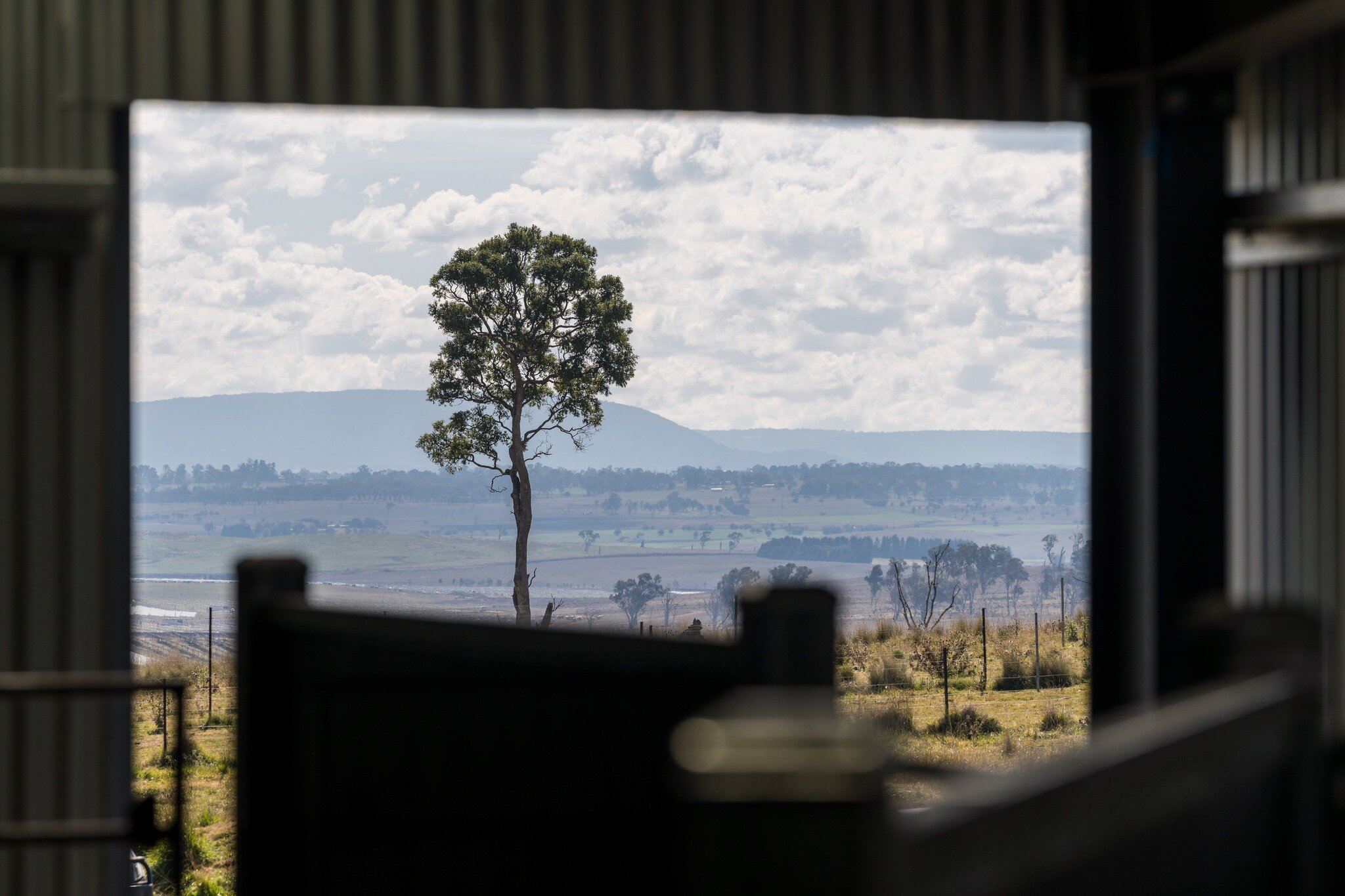 Great to be out past Uralla yesterday with Southern New England Landcare and landowners, for a habitat restoration day that was looking at woodland health, the importance of connectivity and how to increase it for woodland birds and koalas. Thank you