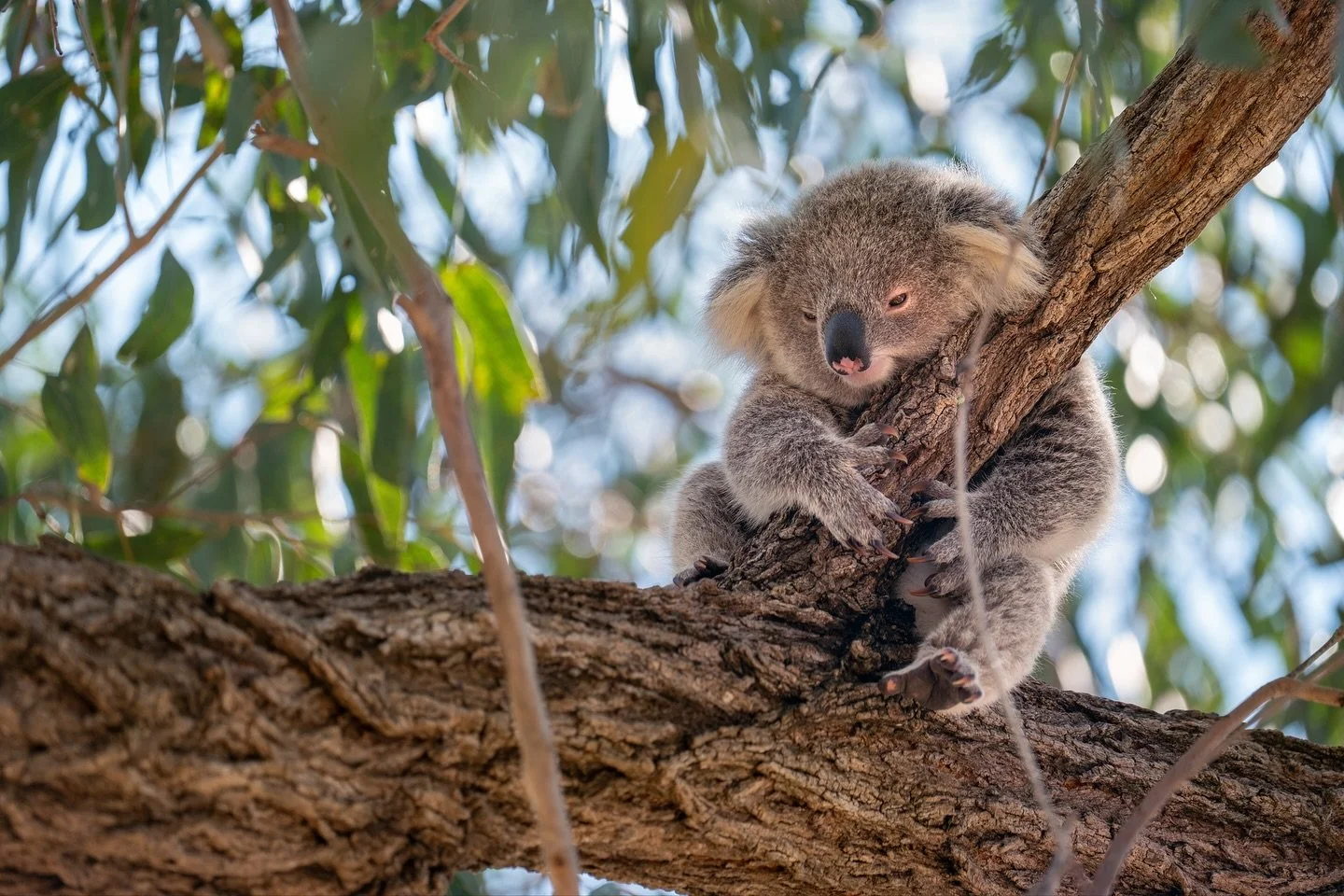 #koalas