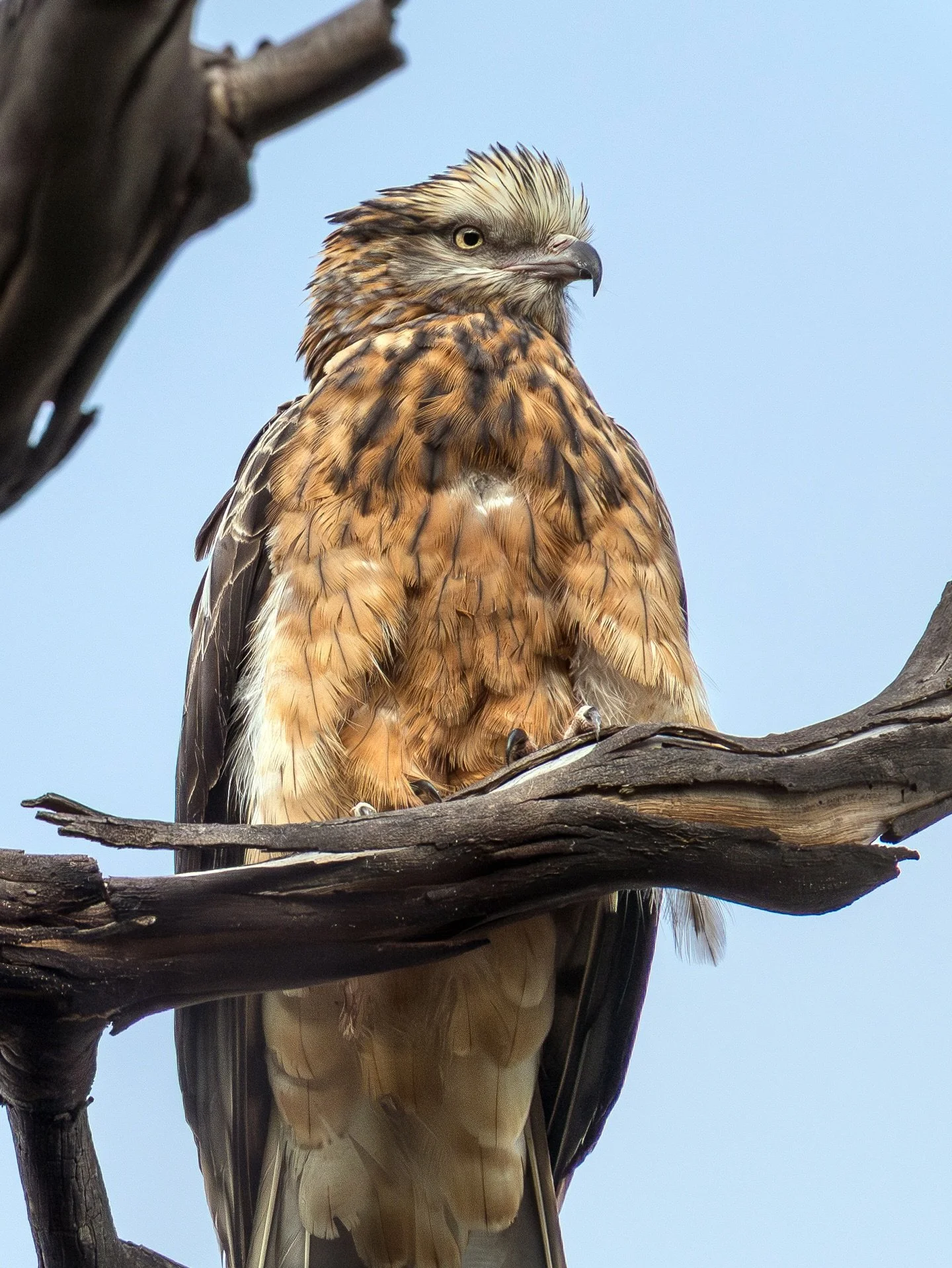 Vulnerable raptors of the New England #squaretailedkite #littleeagle #nankeenkestrel