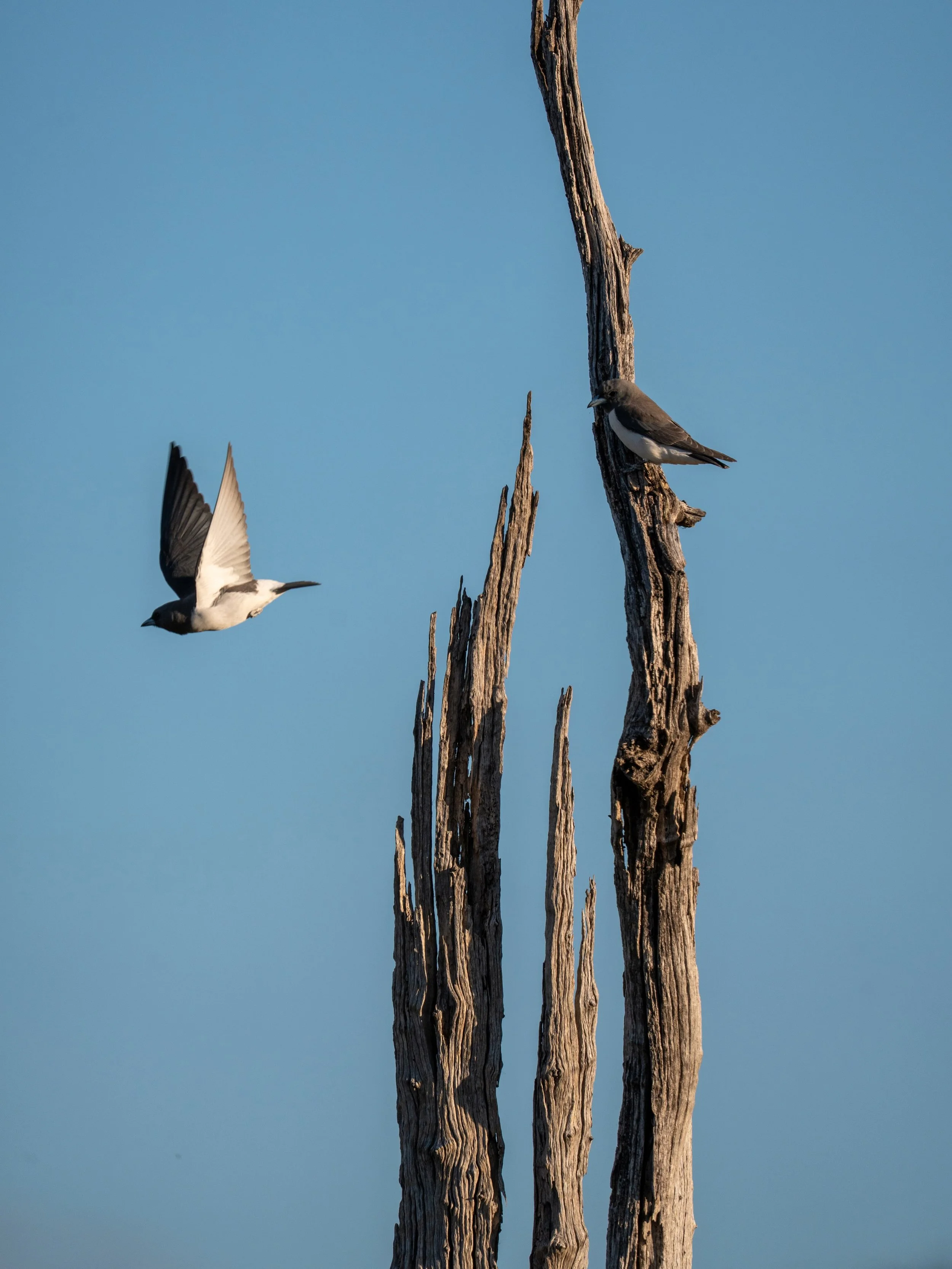 Few more stills from the Gwydir Wetlands recently 

#Gomeroicountry #ramsarconvention #birds #wetlands #wildlife
