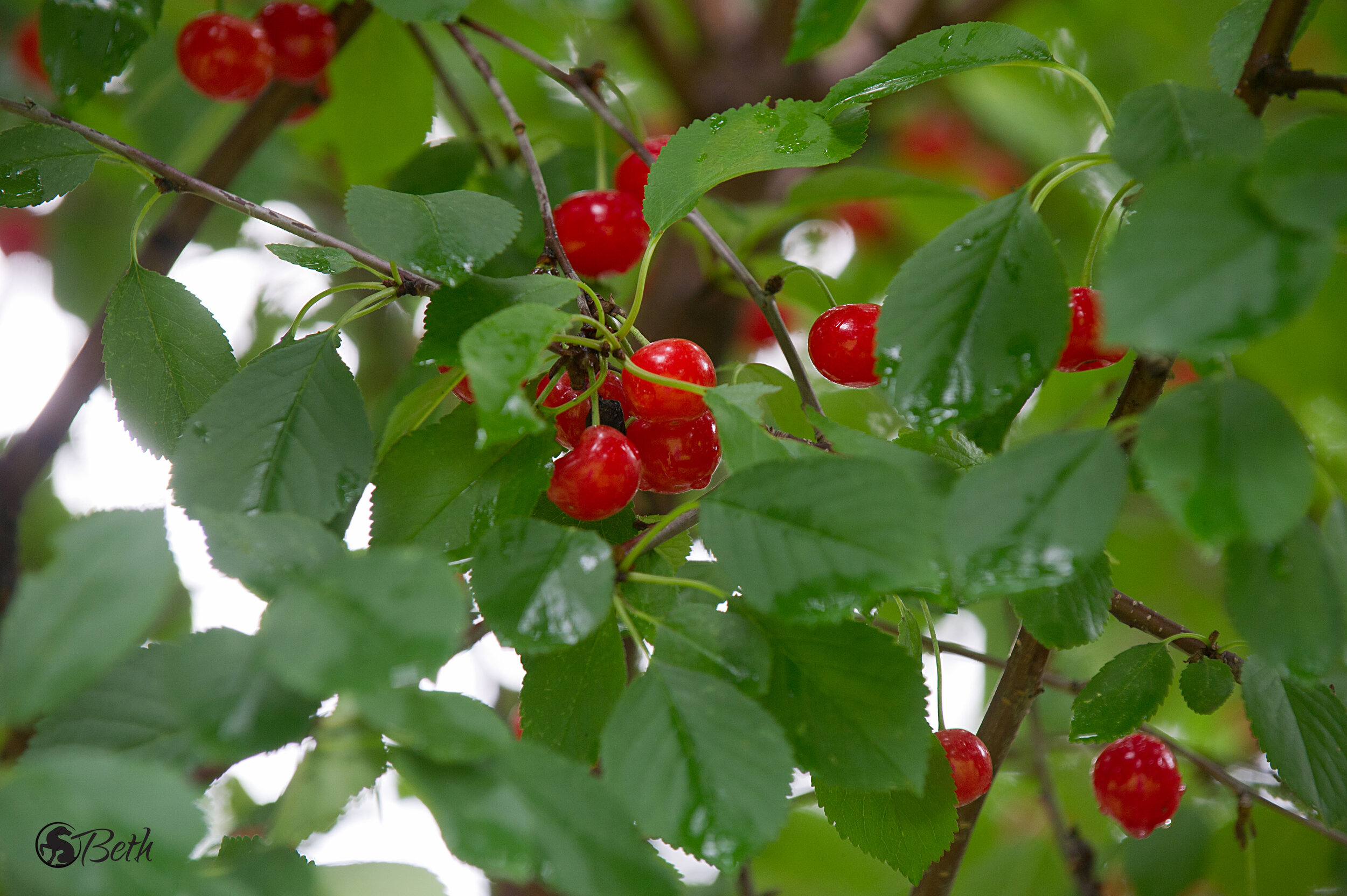 About — Daisy Fields