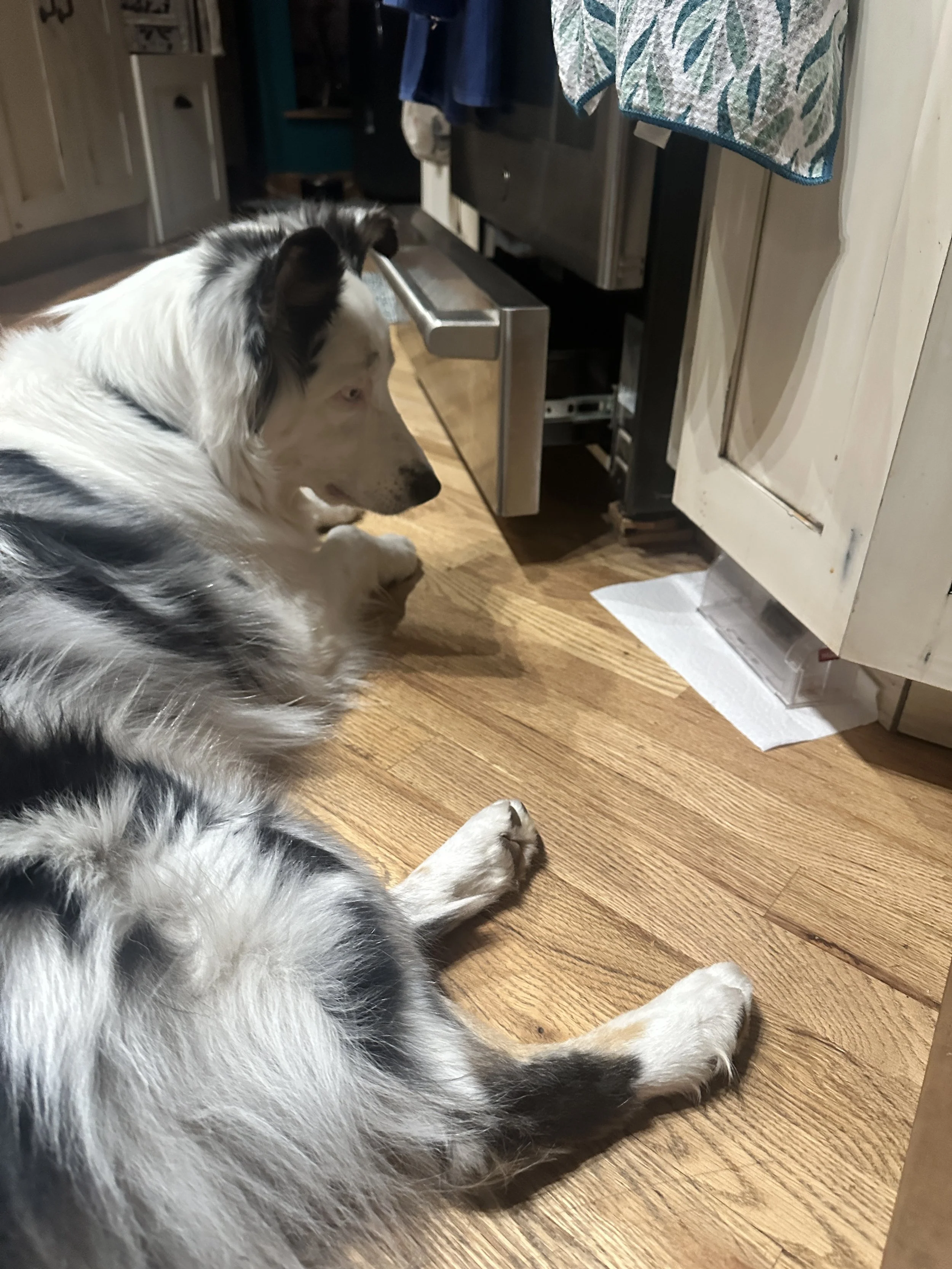 IMG_0501.jpeg