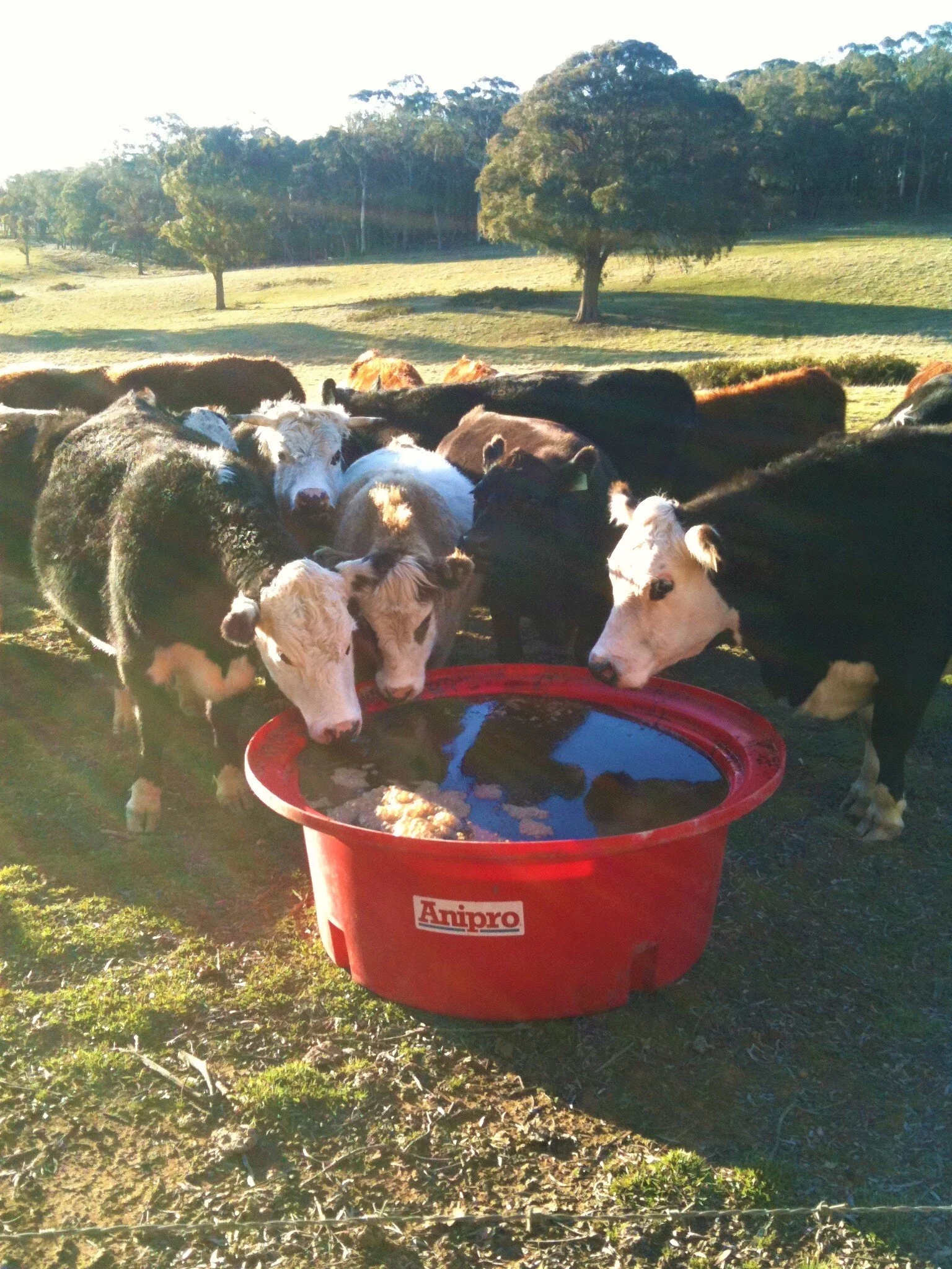 Animal supplements and nutrition Taralga Rural