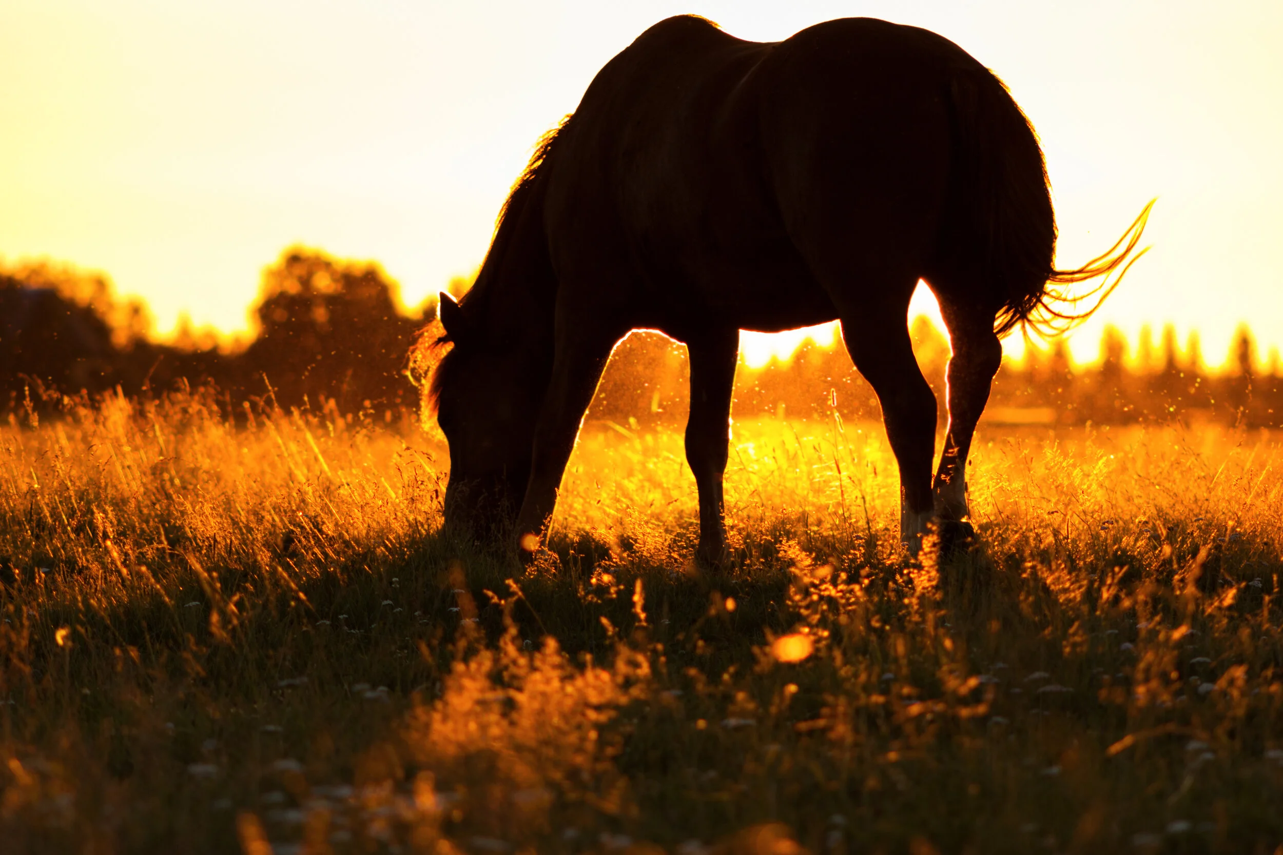 Horse feed Taralga Rural