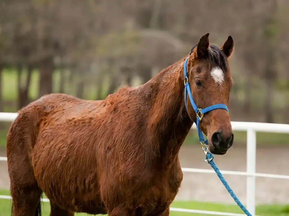 Rain scald in horses