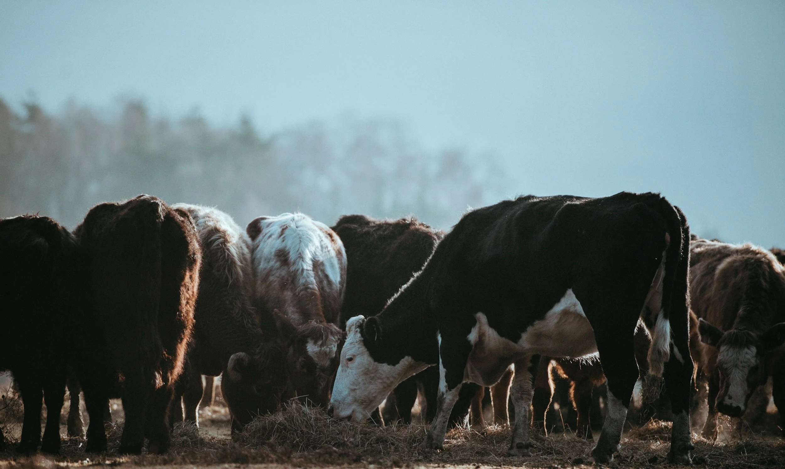Winter feed and energy requirements