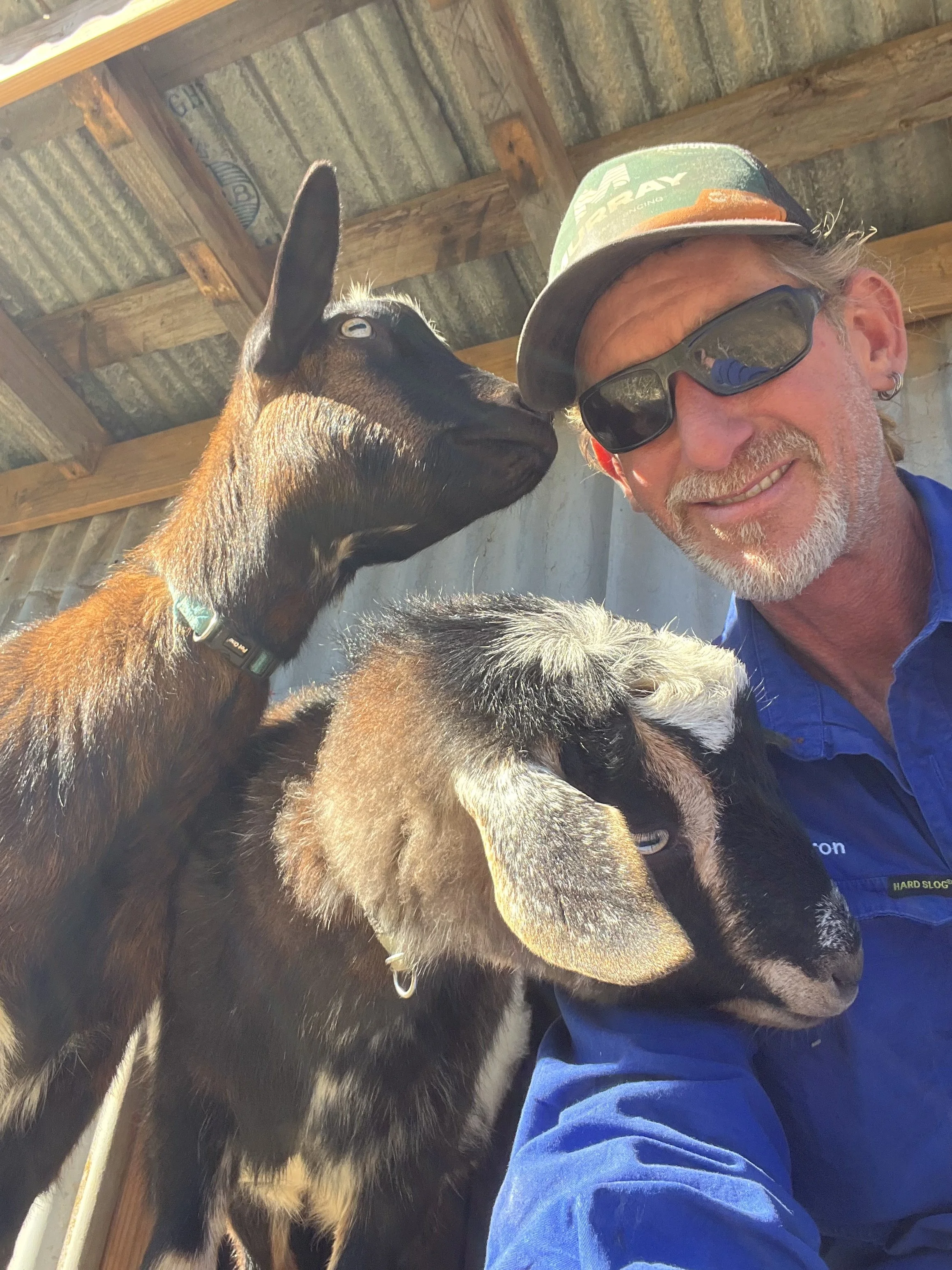 A man wearing sunglasses, a cap, and a blue shirt taking a selfie next to a young goat inside a barn.