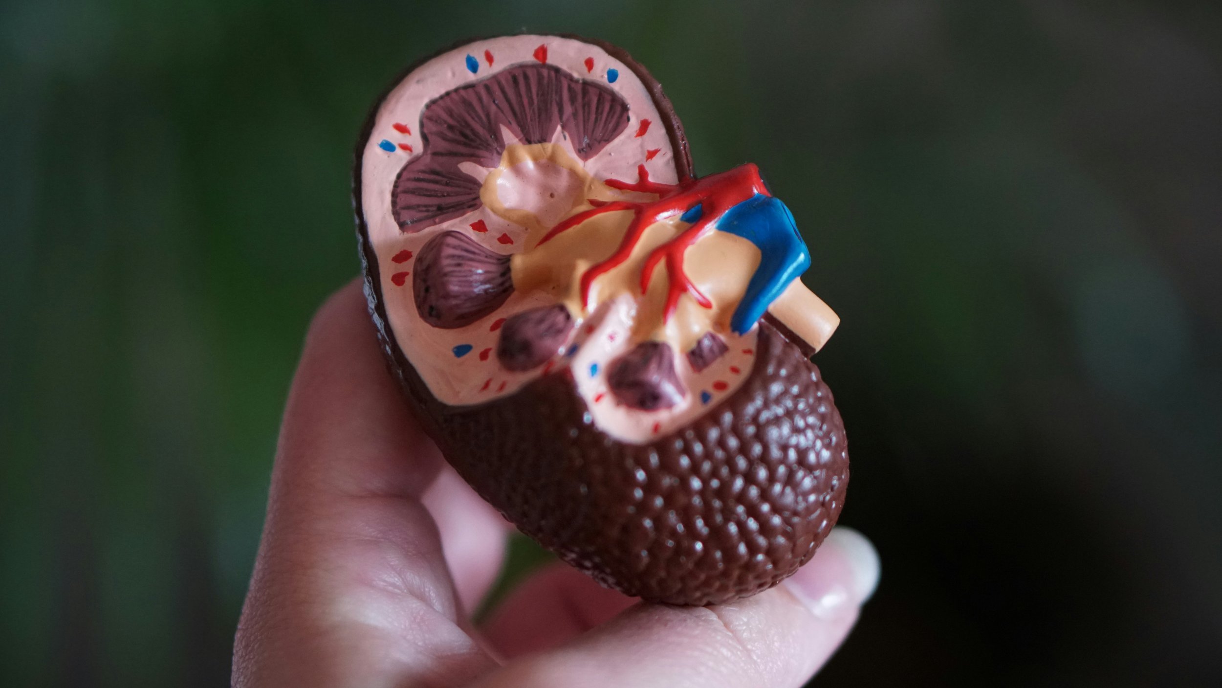 Safety First: Confirming the Absence of Nephrotoxicity at High Doses&nbsp;