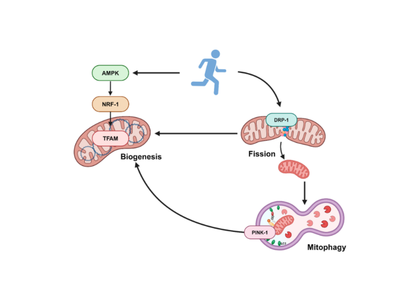How do mitochondria adapt to stress?