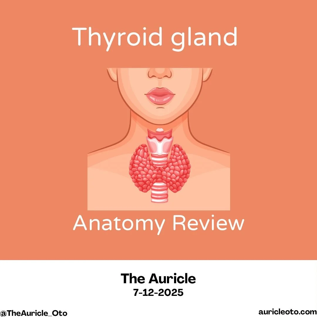 This week, we’re exploring the anatomy of the thyroid gland — a small but mighty organ essential for metabolism and hormone regulation. 💡
Understanding its structure is critical for safe surgical practice and accurate diagnosis in endoc