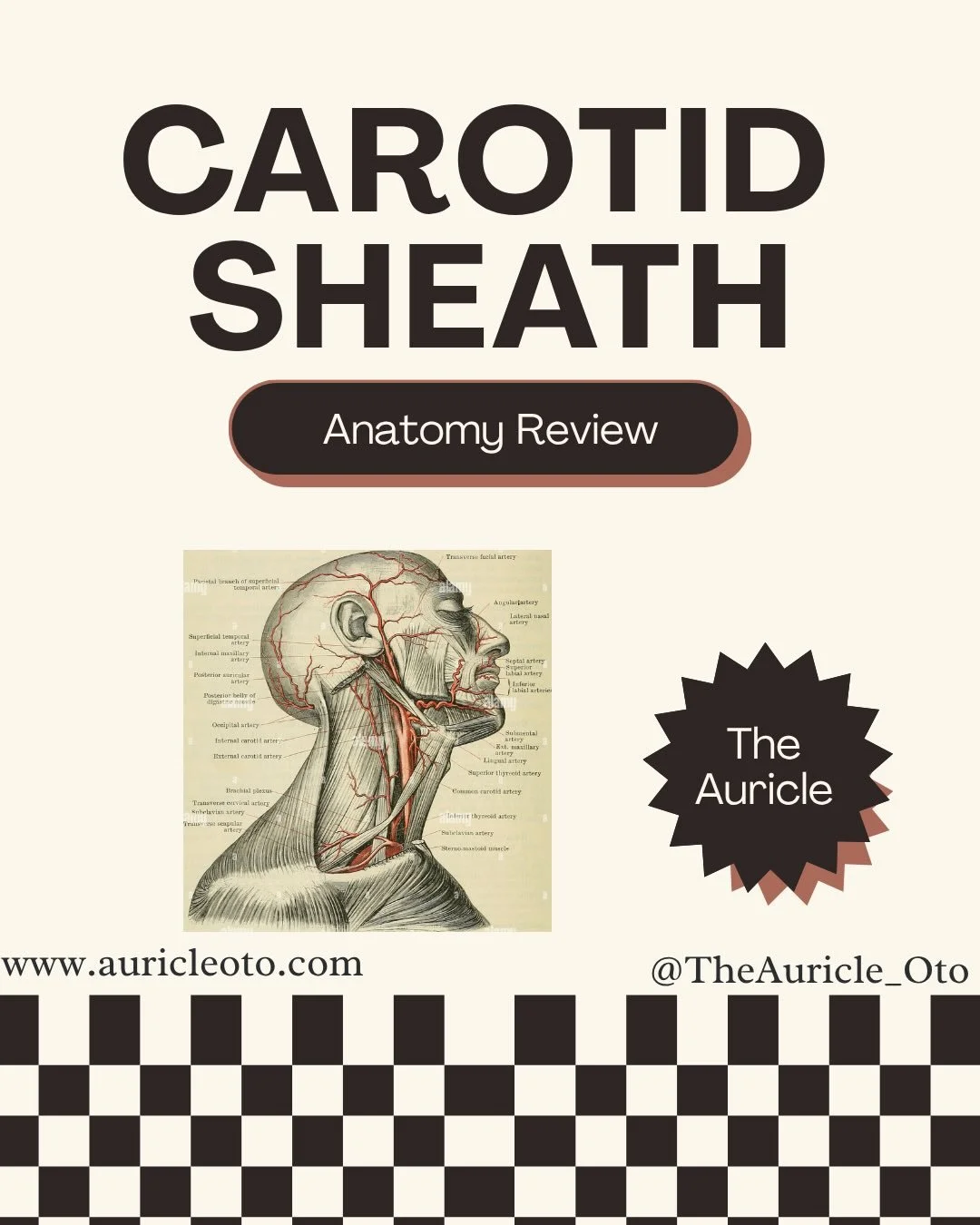 We interrupt our Match Spotlight Series for an anatomy review of the carotid sheath! ✨

This month, we&rsquo;re diving into the anatomy of the carotid sheath! From protecting vital blood vessels to housing key cranial nerves, it&rsquo;s a crucial str