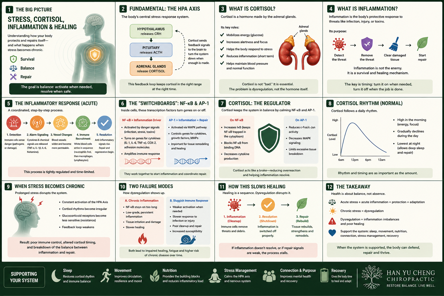 Stress, cortisol, and inflammation guide.png