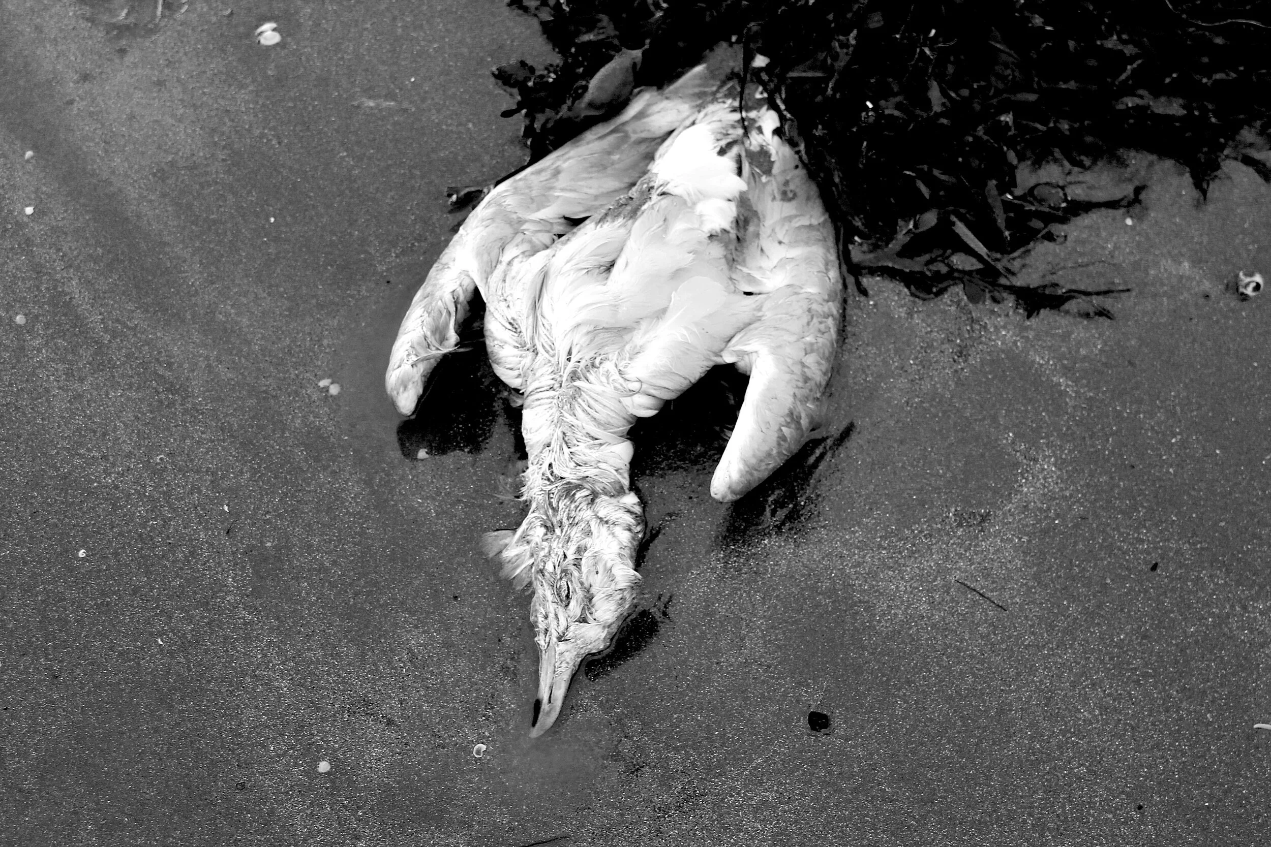 Downsides of the Seaside