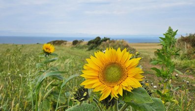 Unspotted From The World