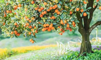 The Fruits Of Righteousness