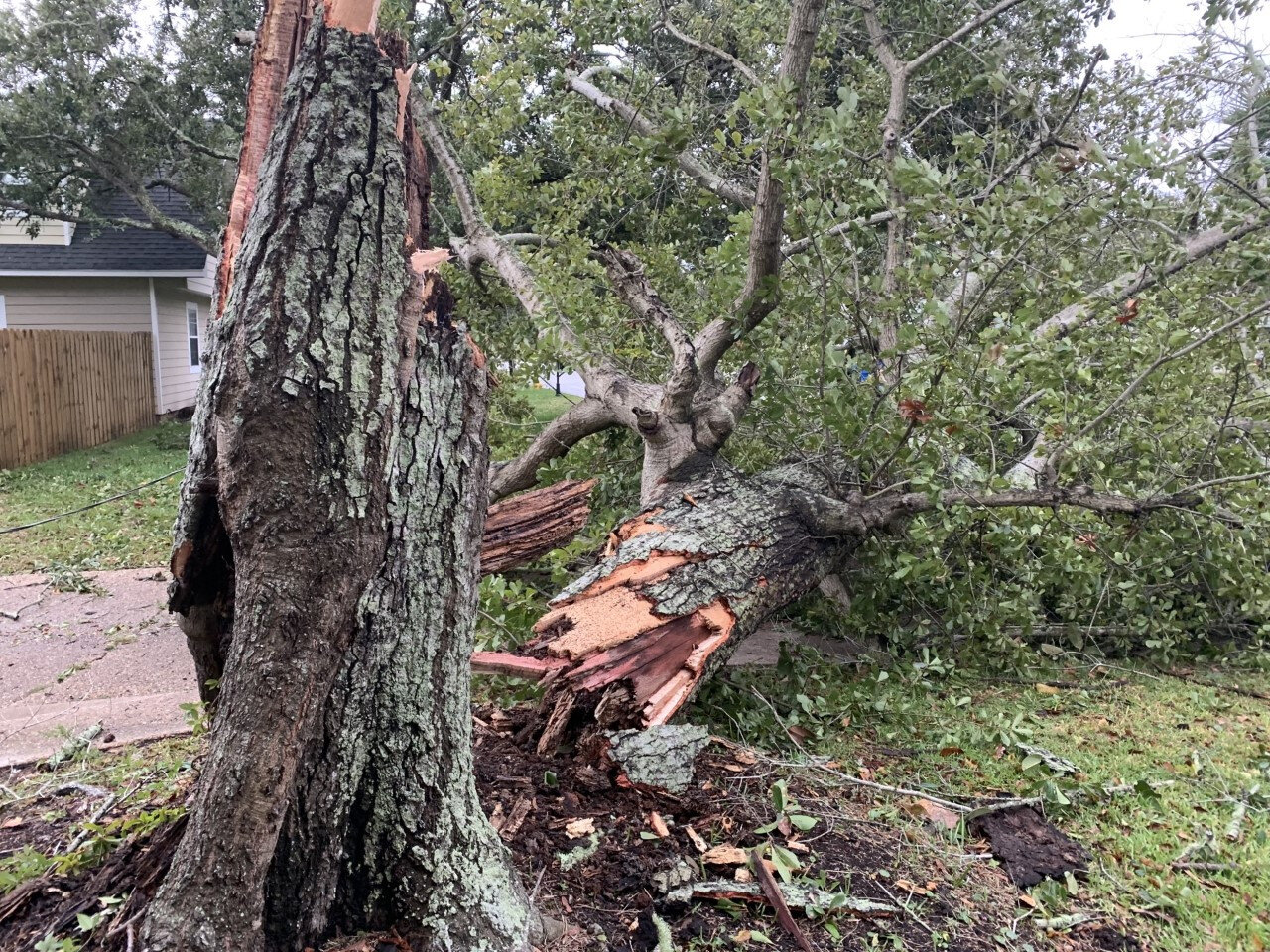 tree damage.jpeg