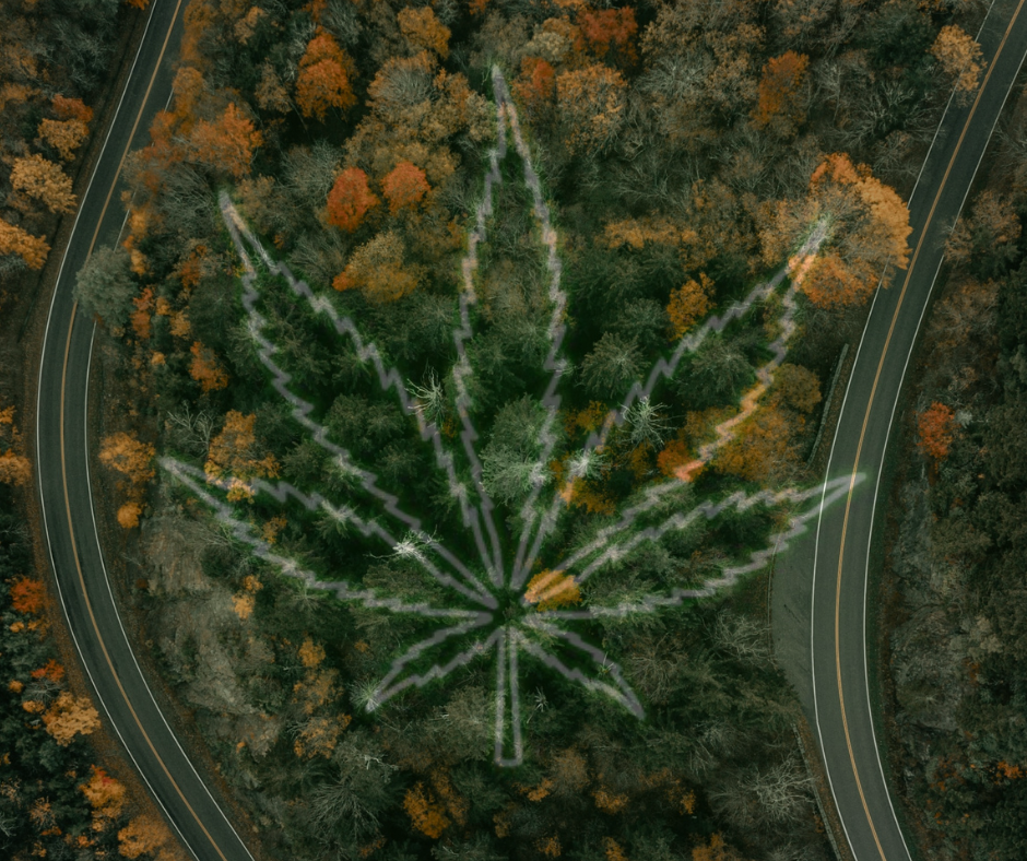 Referendum sulla cannabis, l’ennesima occasione in fumo