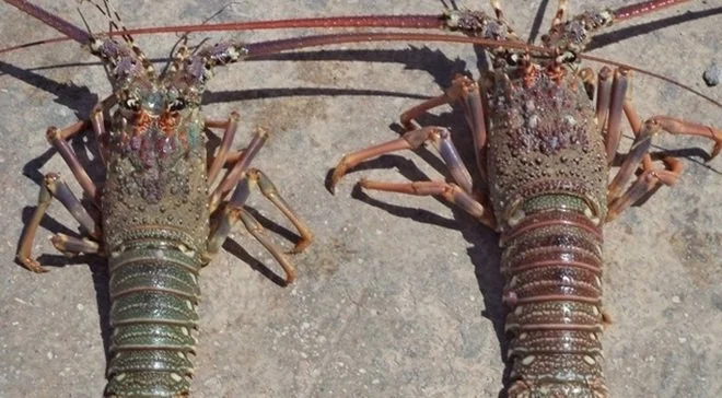 Bosaso’s Lobster Star
