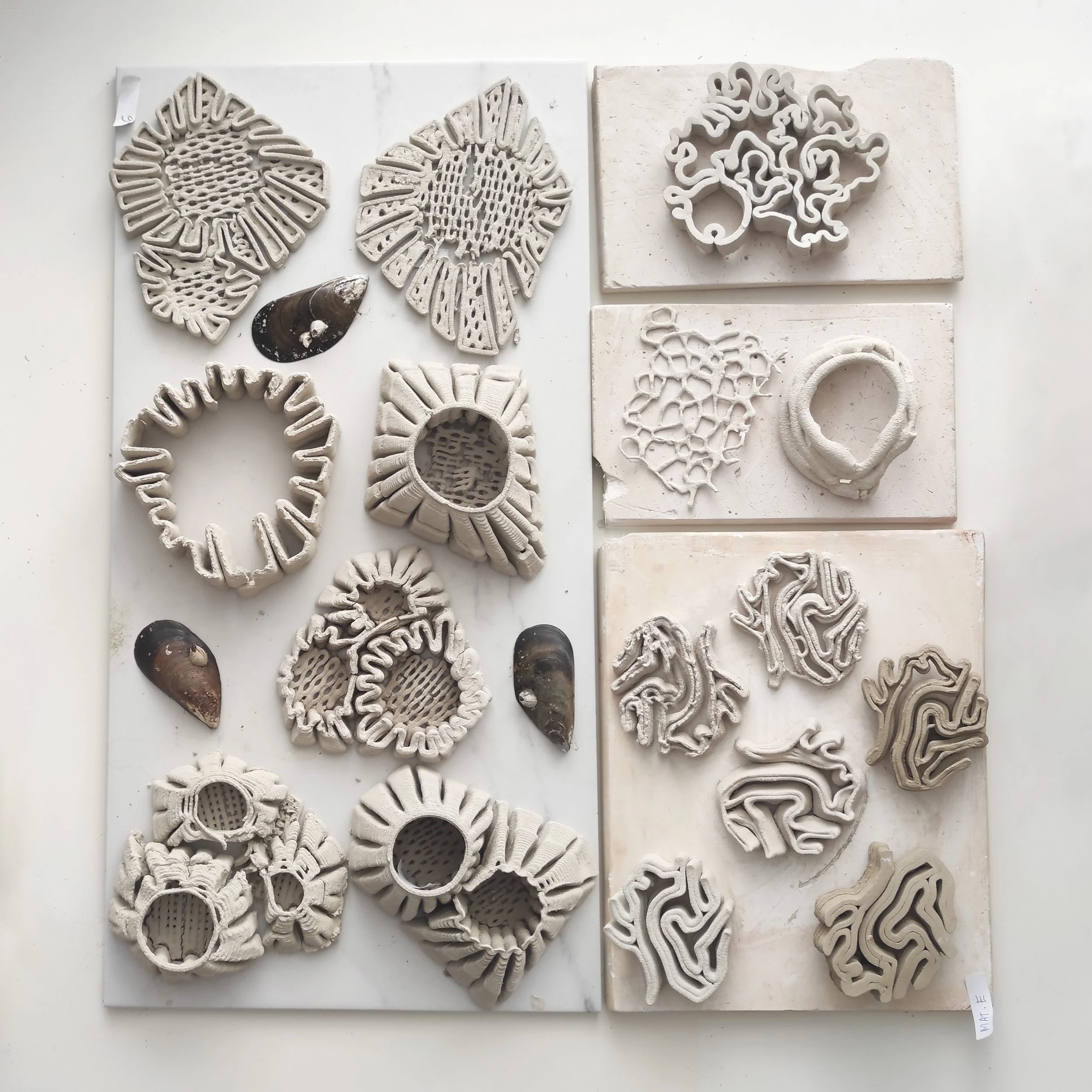 Collection of various 3D Printed molds and shells on white panels, resembling abstract and organic forms. Biomaterials