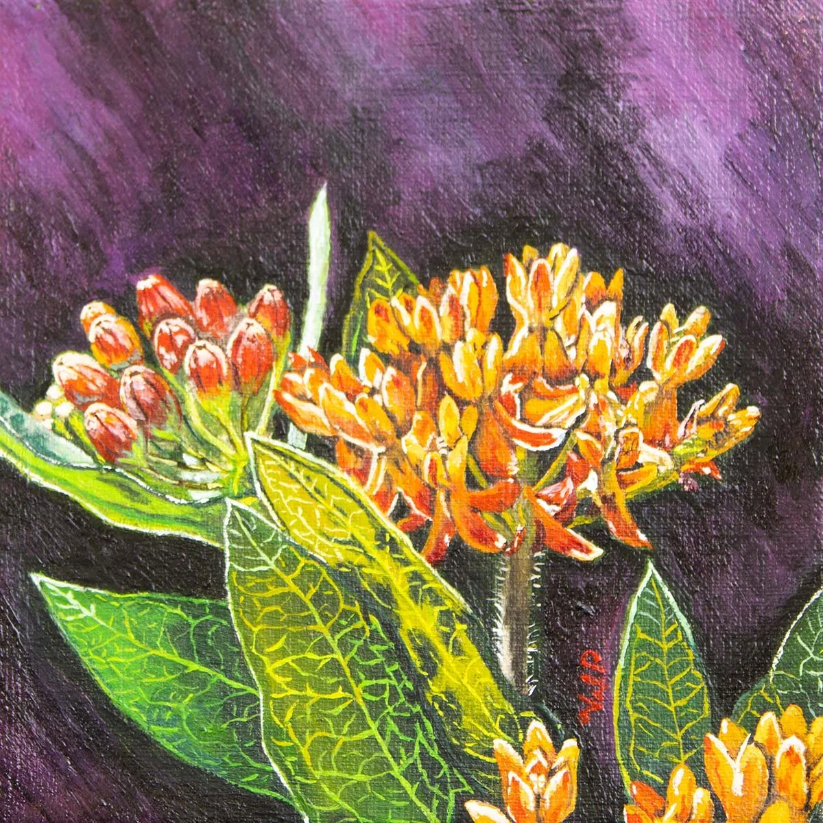 Valerie-Pantalone_Butterflyweed-AsclepiasTuberosa.jpg