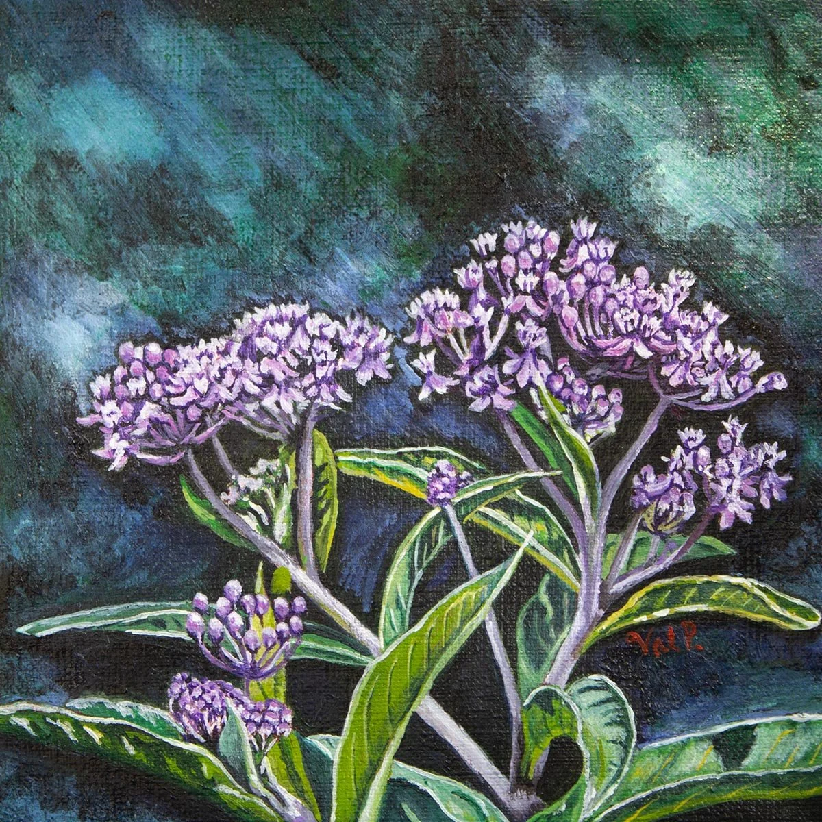 Valerie-Pantalone_SwampMilkweed,AsclepiasIncarnata.jpg