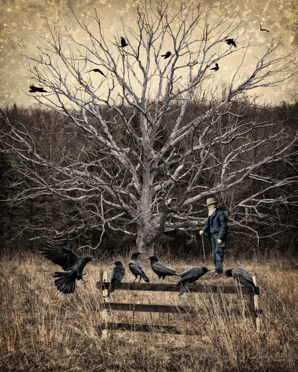Darlene-Foster_In-the-Company-of-Crows.jpg