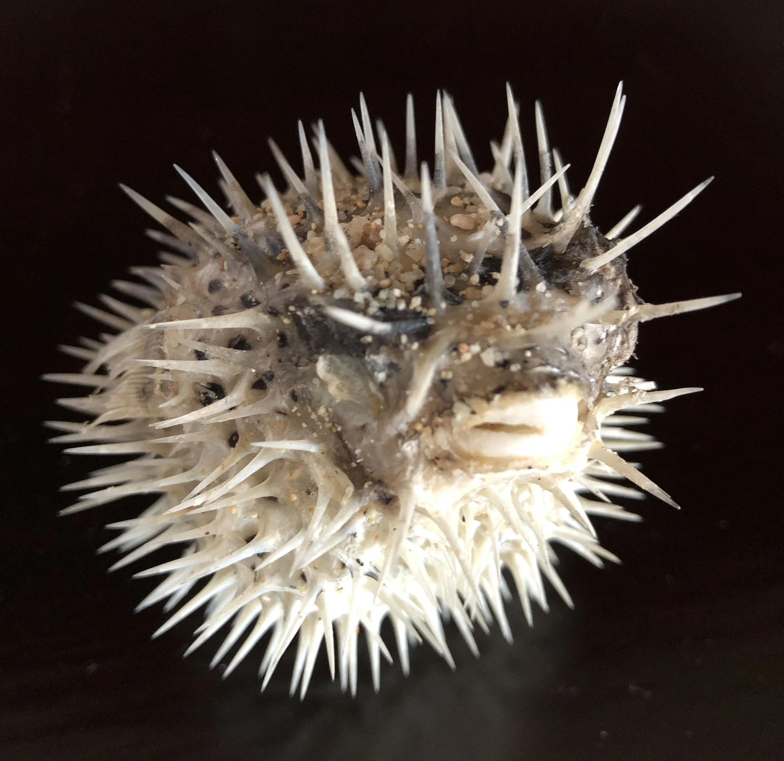 Blowfish, Digital negative
