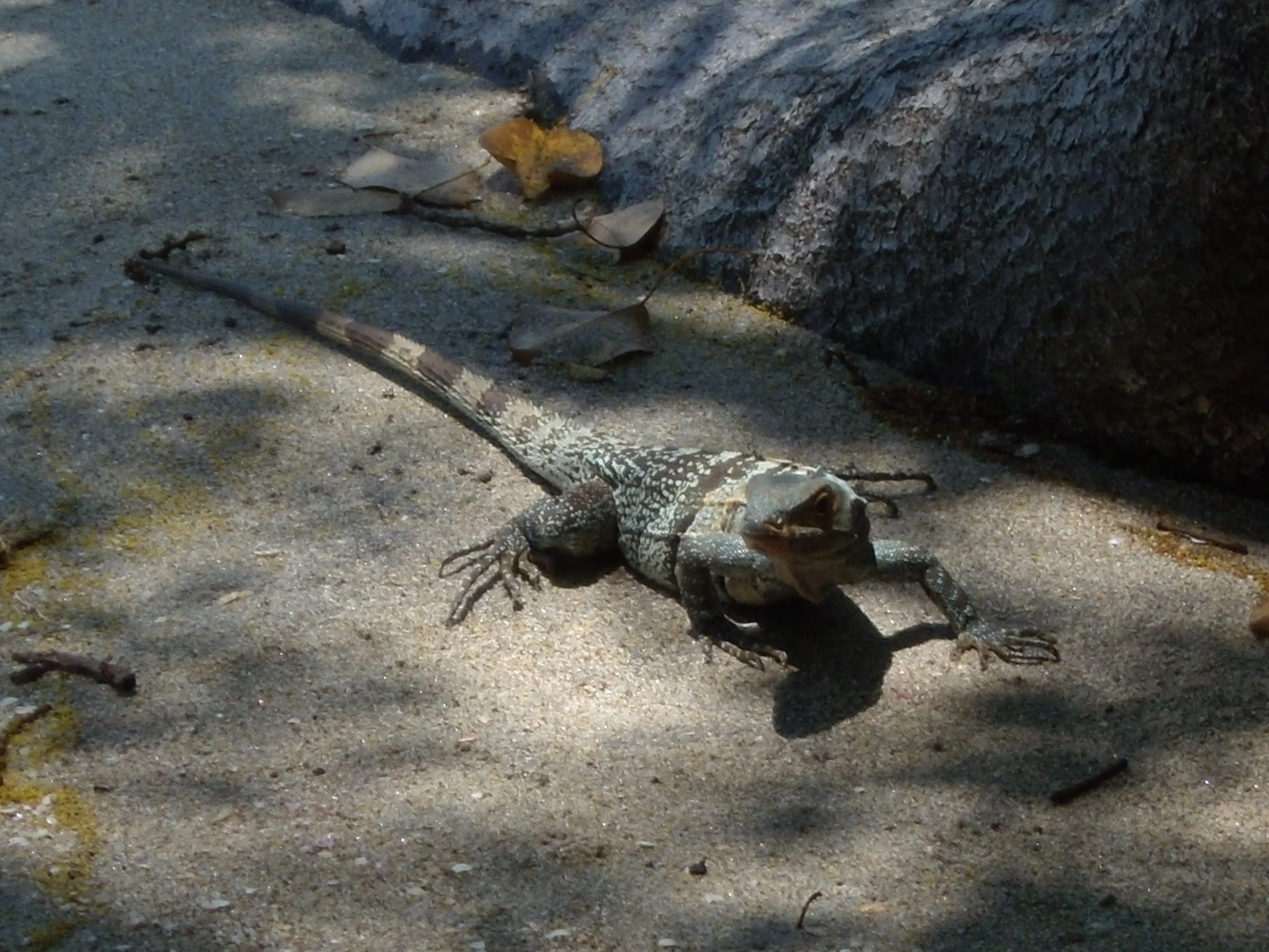 Lizard, Costa Rica, Digital negative