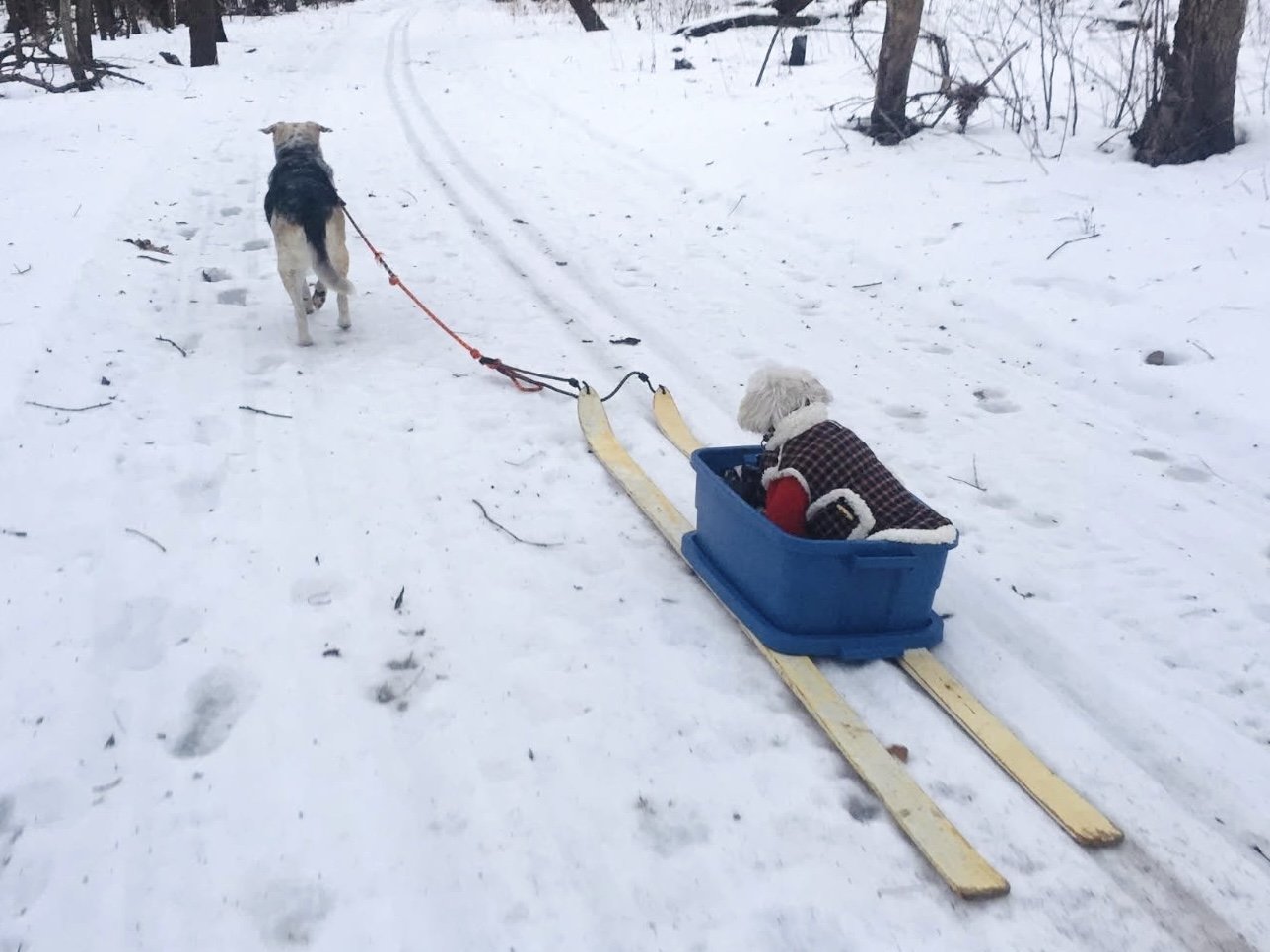 Blaine and Bento in Snow.jpg