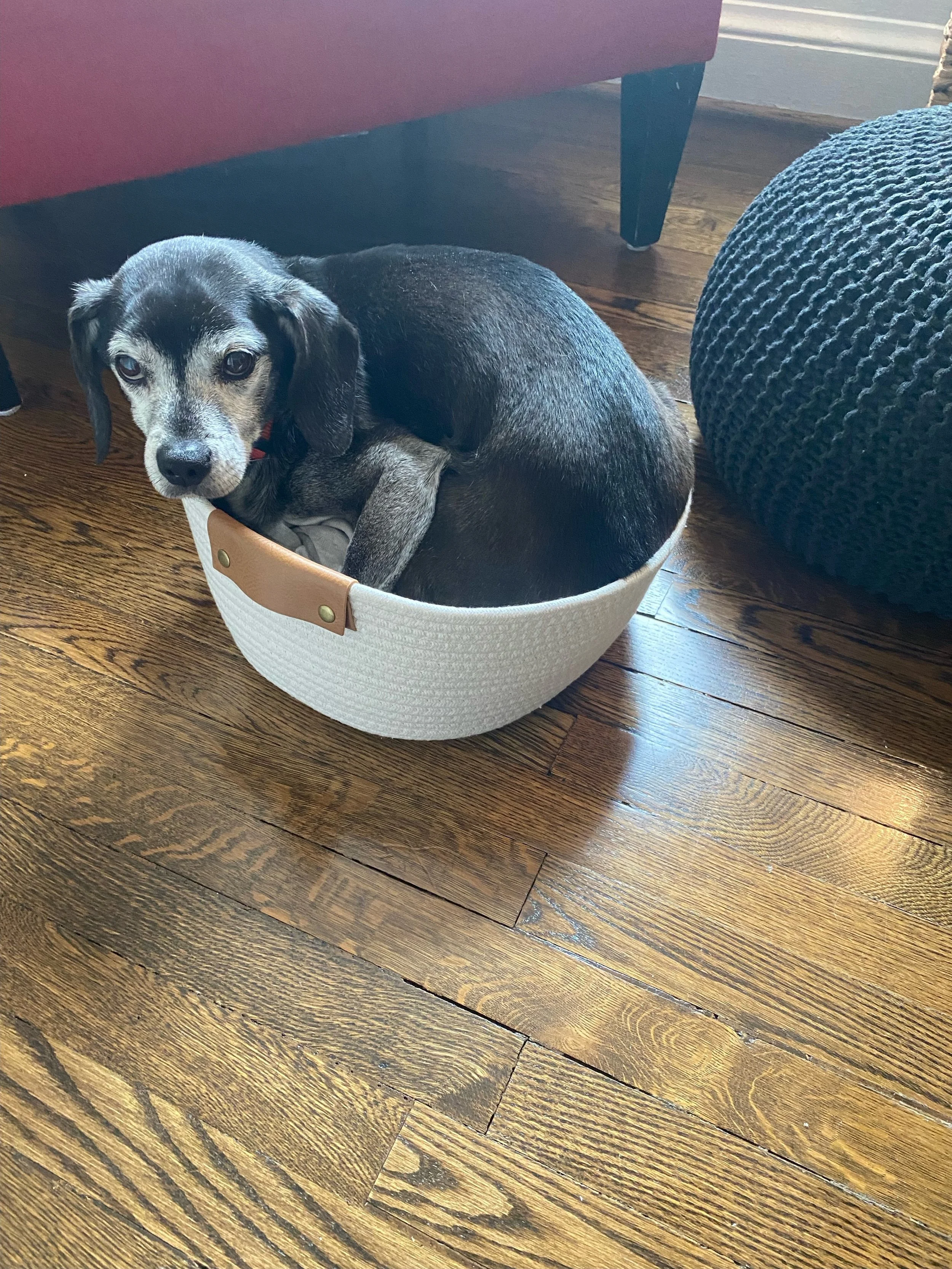 Such an odd little dog