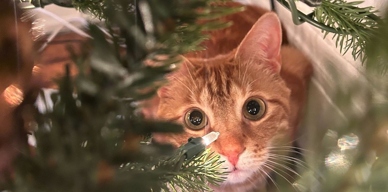  We hope you had a meow-velous holiday. 