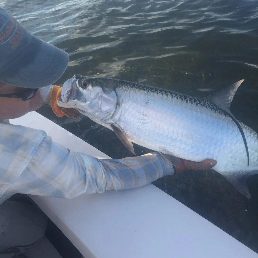 tarpon6.jpeg